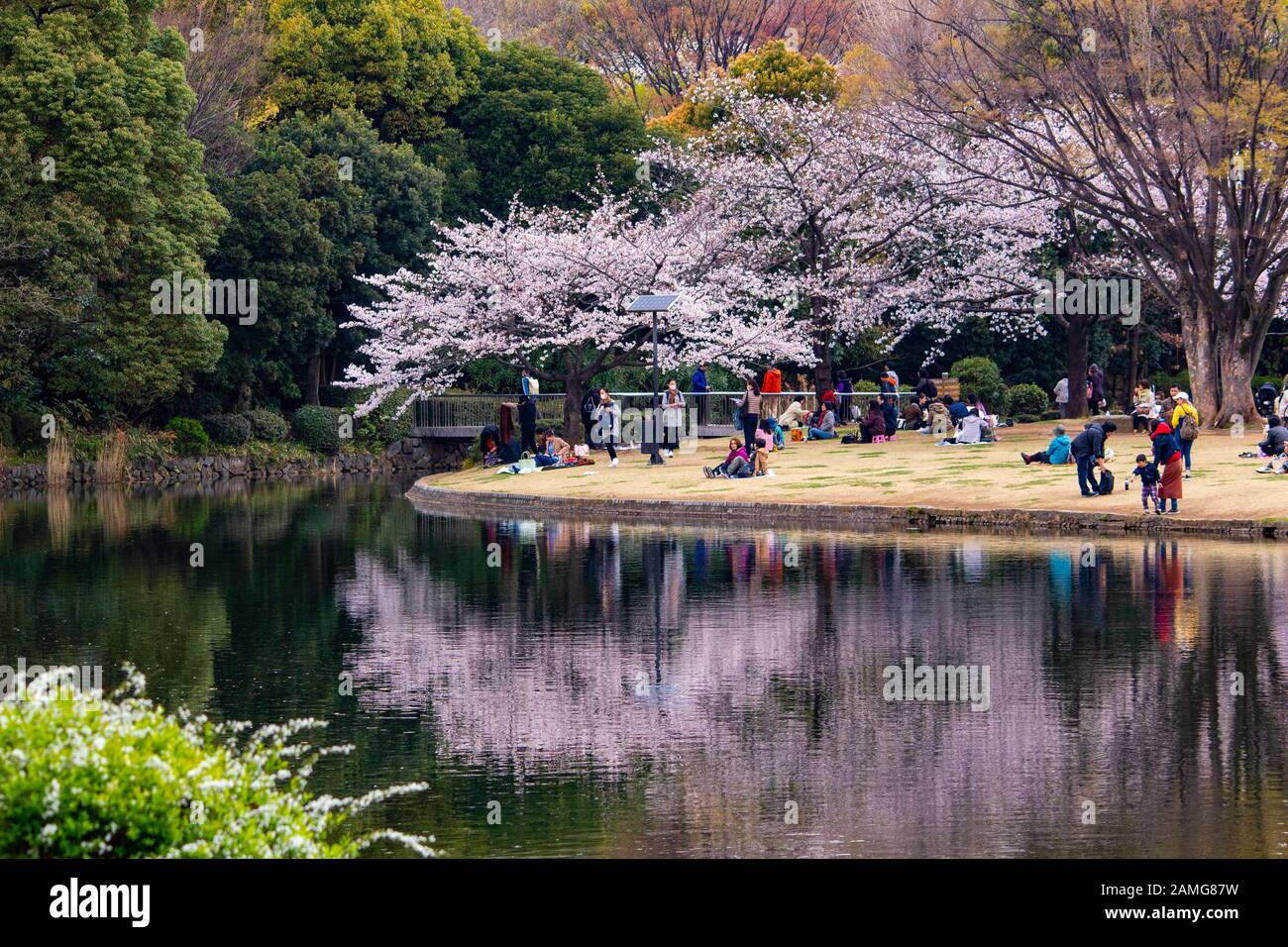Les gens qui apprécient les cerisiers en fleurs au parc Kitanomaru de Tokyo, au Japon Banque D'Images
