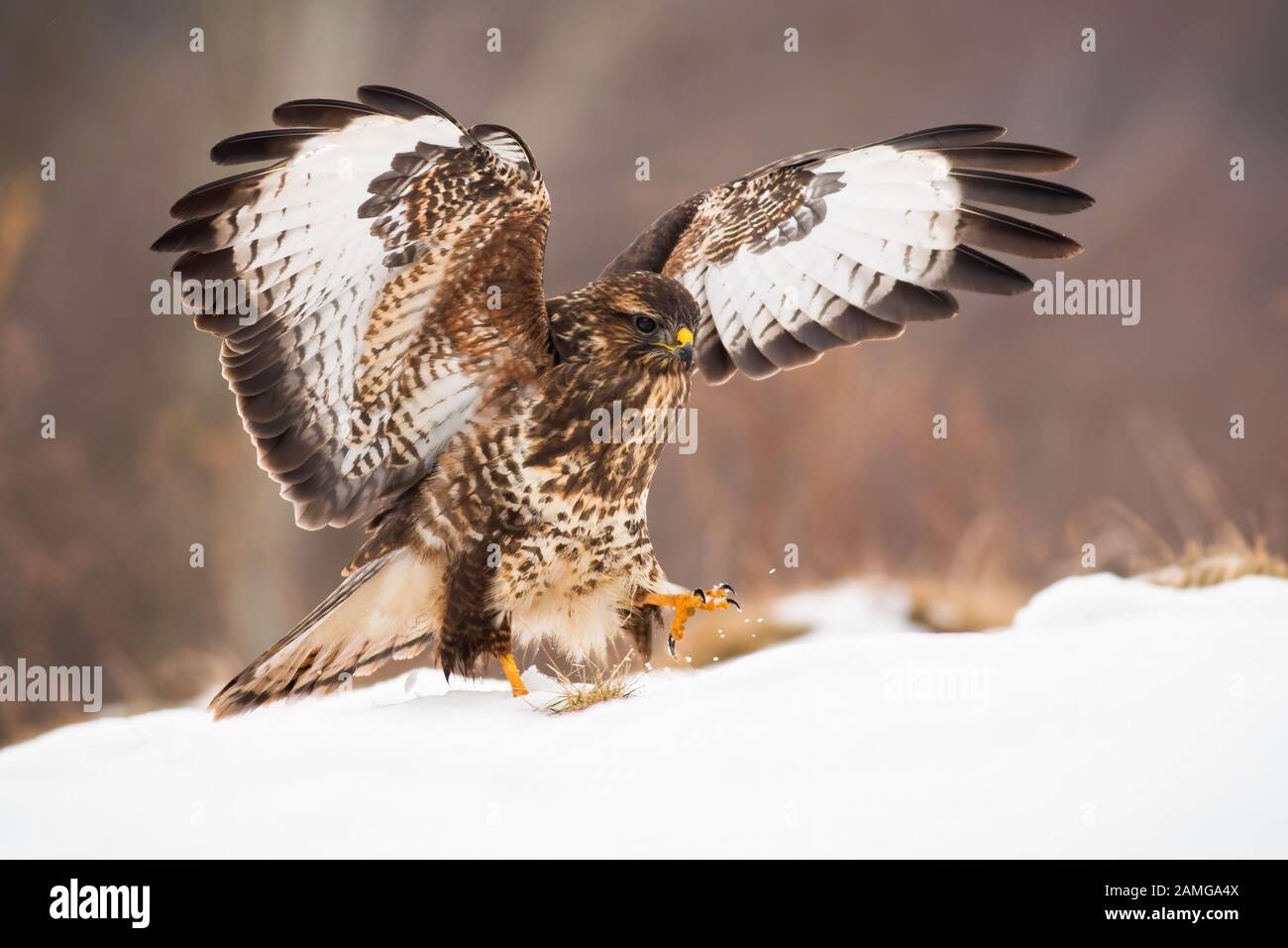 Oiseau de proie l'atterrissage sur la neige couverts prairie avec ailes grandes ouvertes en hiver Banque D'Images