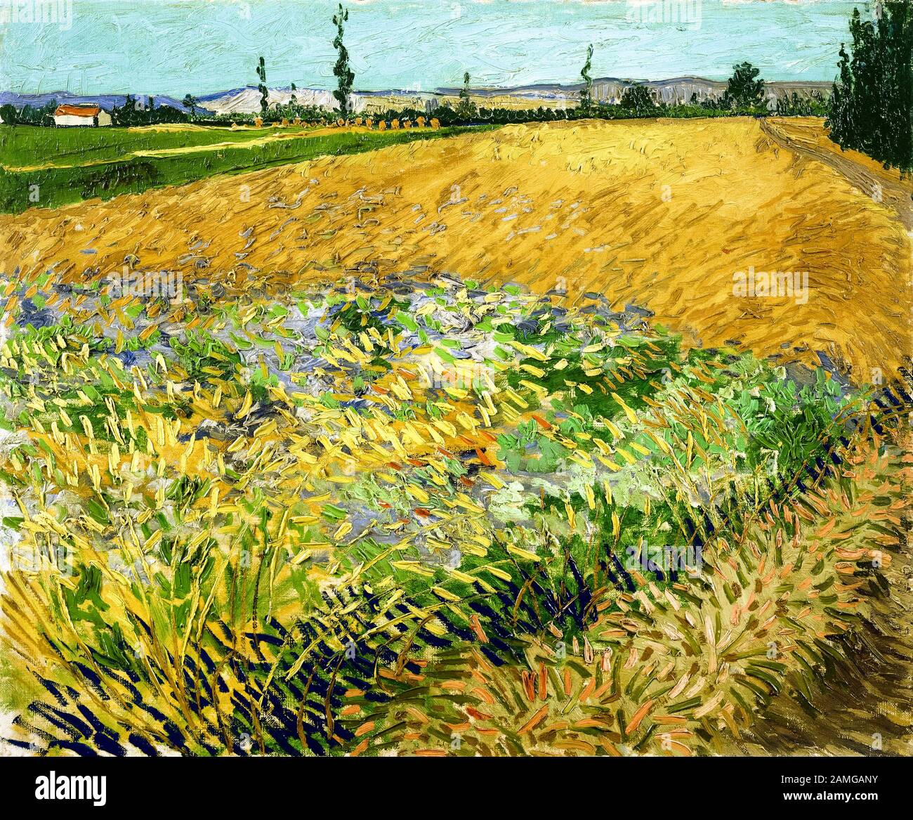 Vincent Van Gogh, Wheatfield, peinture de paysage, 1888 Banque D'Images
