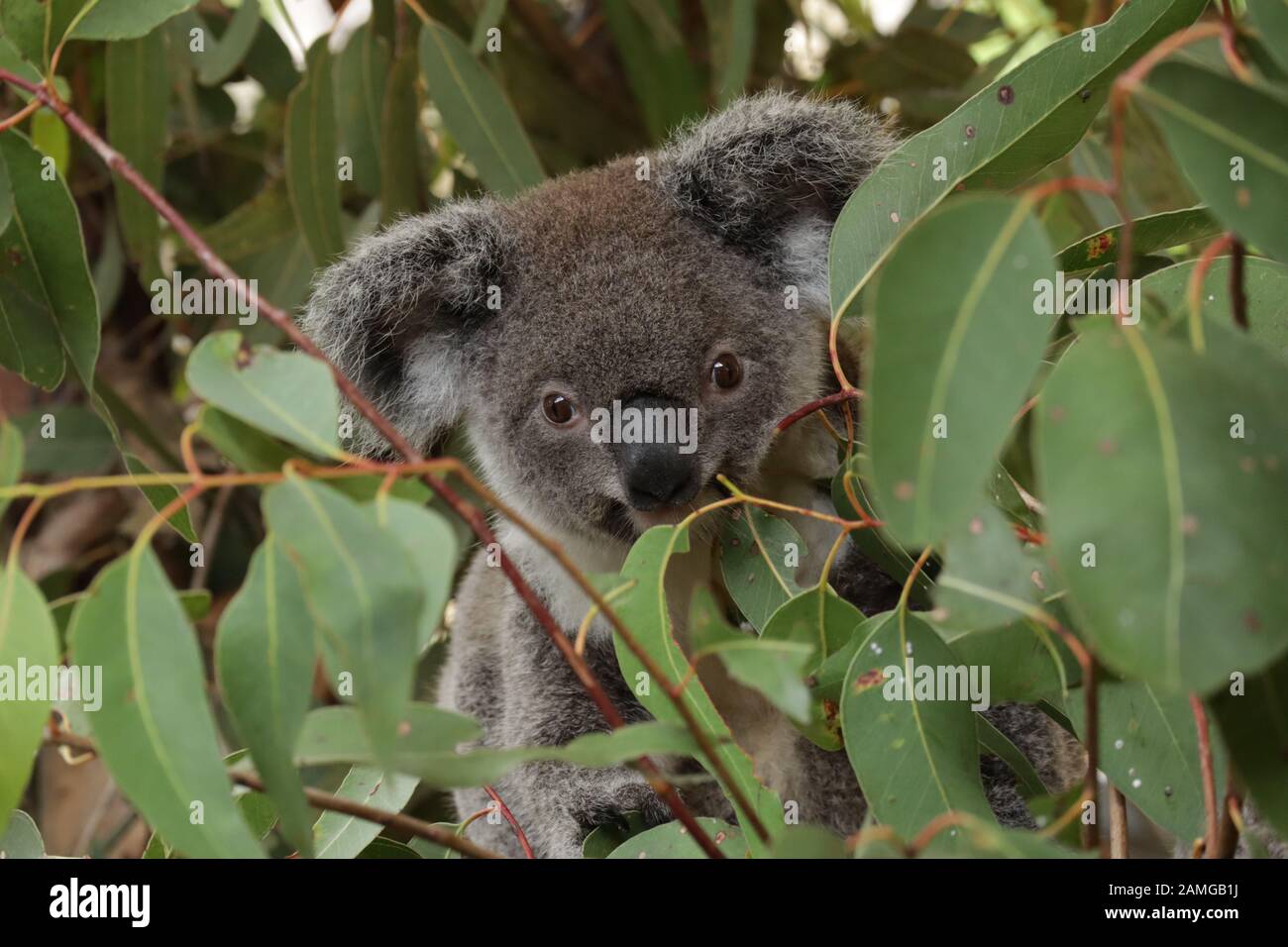 Style de vie de Koala Banque D'Images