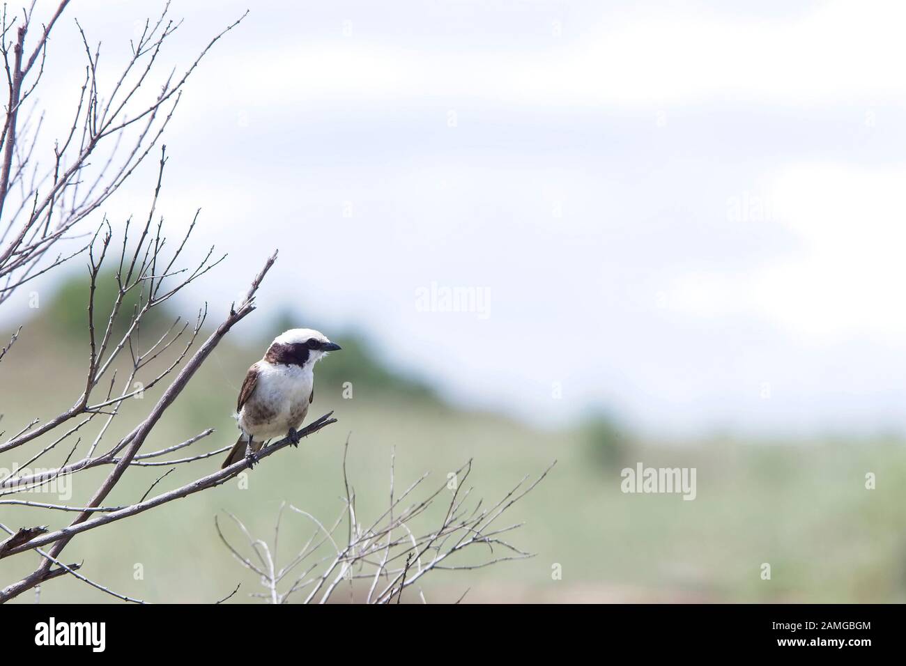 Shrike ou Shrike à couronne blanche (Eurocephalus ruppelli), Maasai Mara, Kenya. Banque D'Images