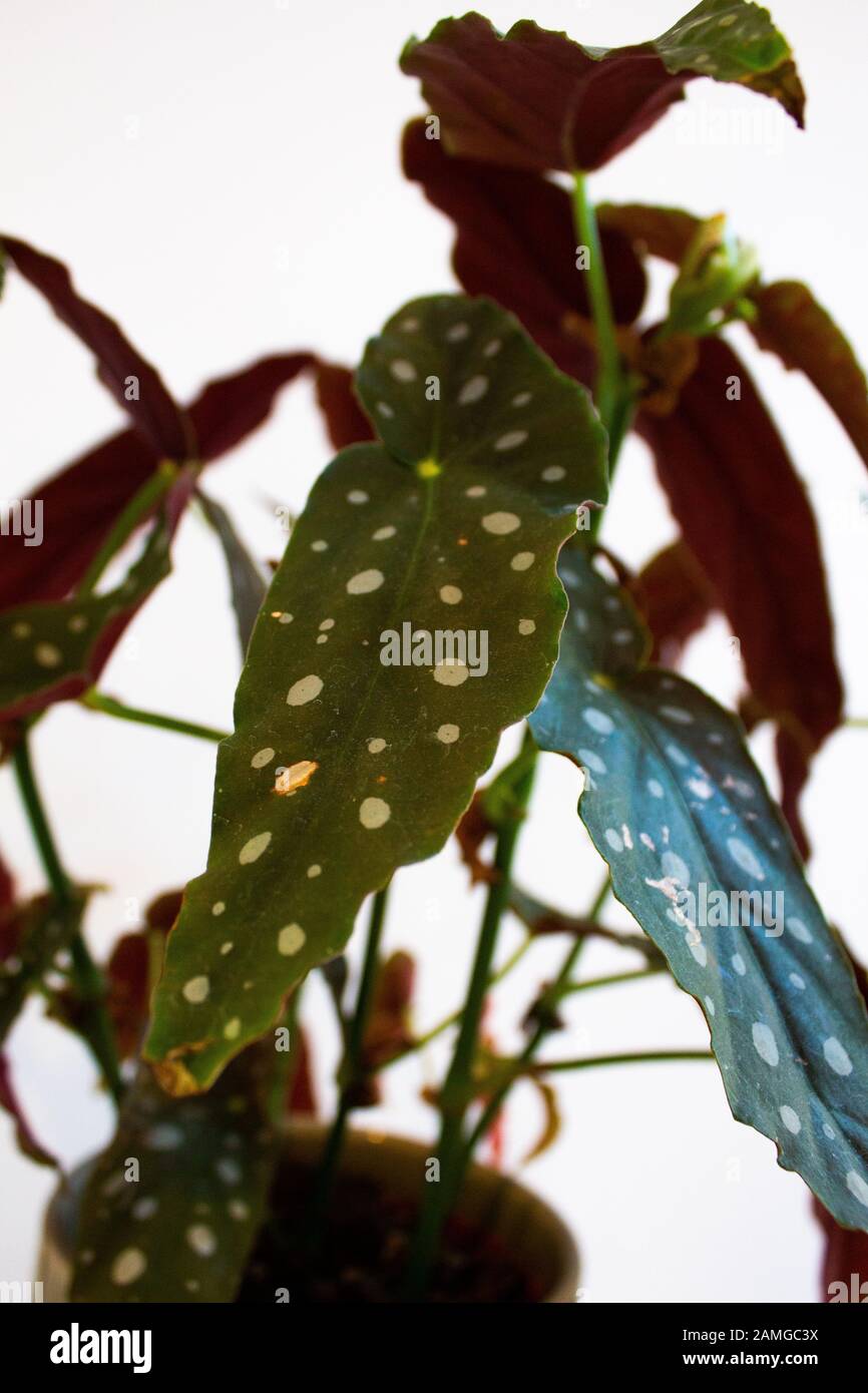 Polka Dot Begonia plante dans pot décoratif contre fond blanc Banque D'Images