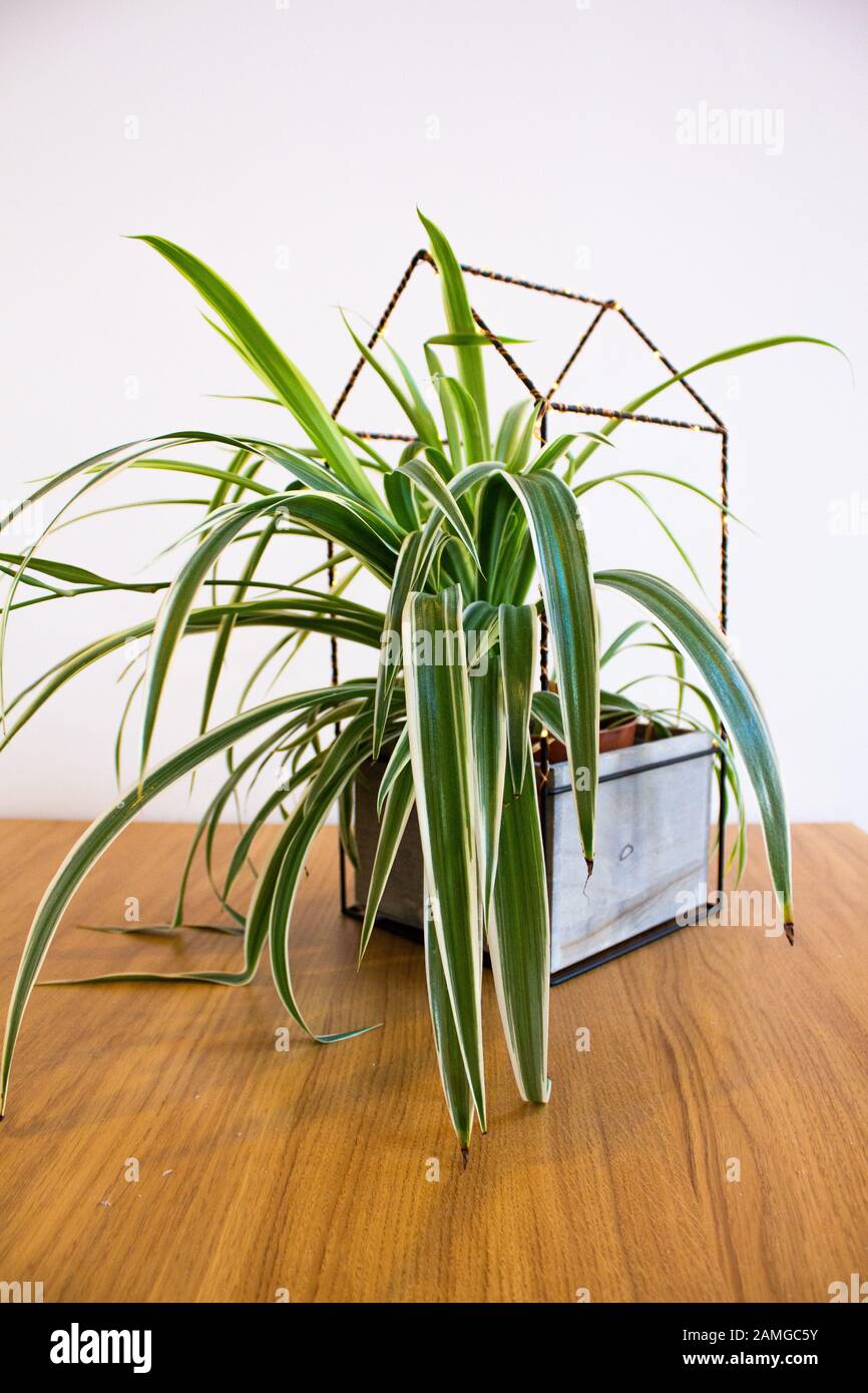 Plante de araignée dans un pot décoratif sur fond blanc Banque D'Images