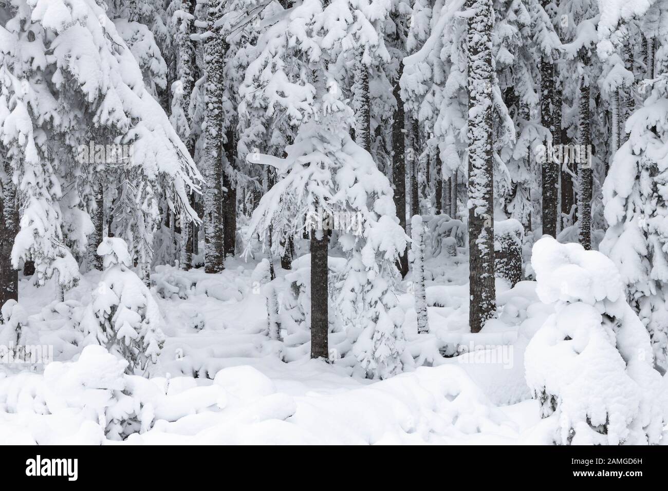 Route enneigée dans la forêt sauvage. Forêt d'hiver de fée taïga neige Belle nature de la Russie. La forêt de la Taïga en hiver. Temps enneigé couvert Banque D'Images