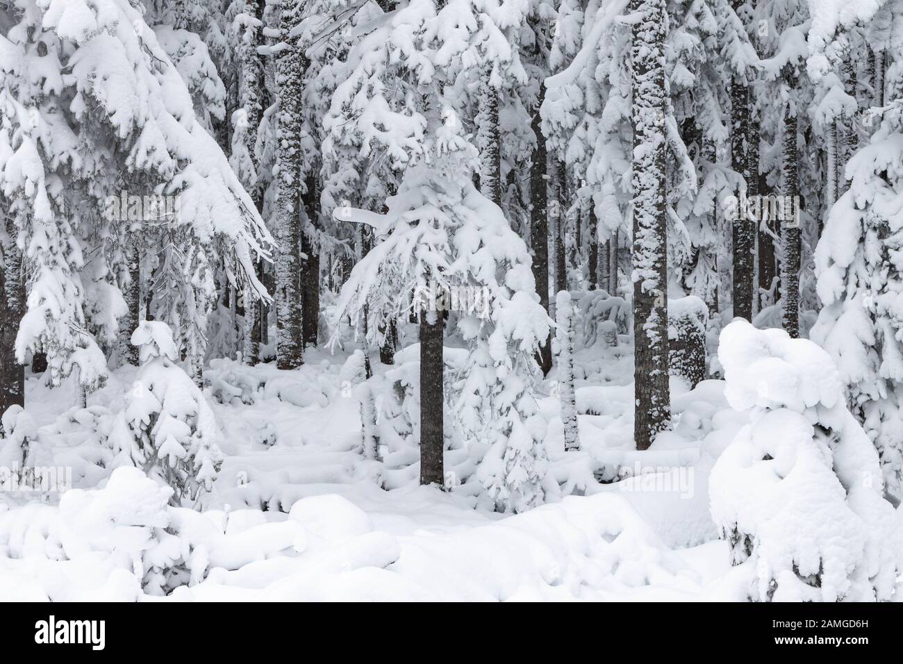 Route Enneigee Dans La Foret Sauvage Foret D Hiver De Fee Taiga Neige Belle Nature De La Russie La Foret De La Taiga En Hiver Temps Enneige Couvert Photo Stock Alamy