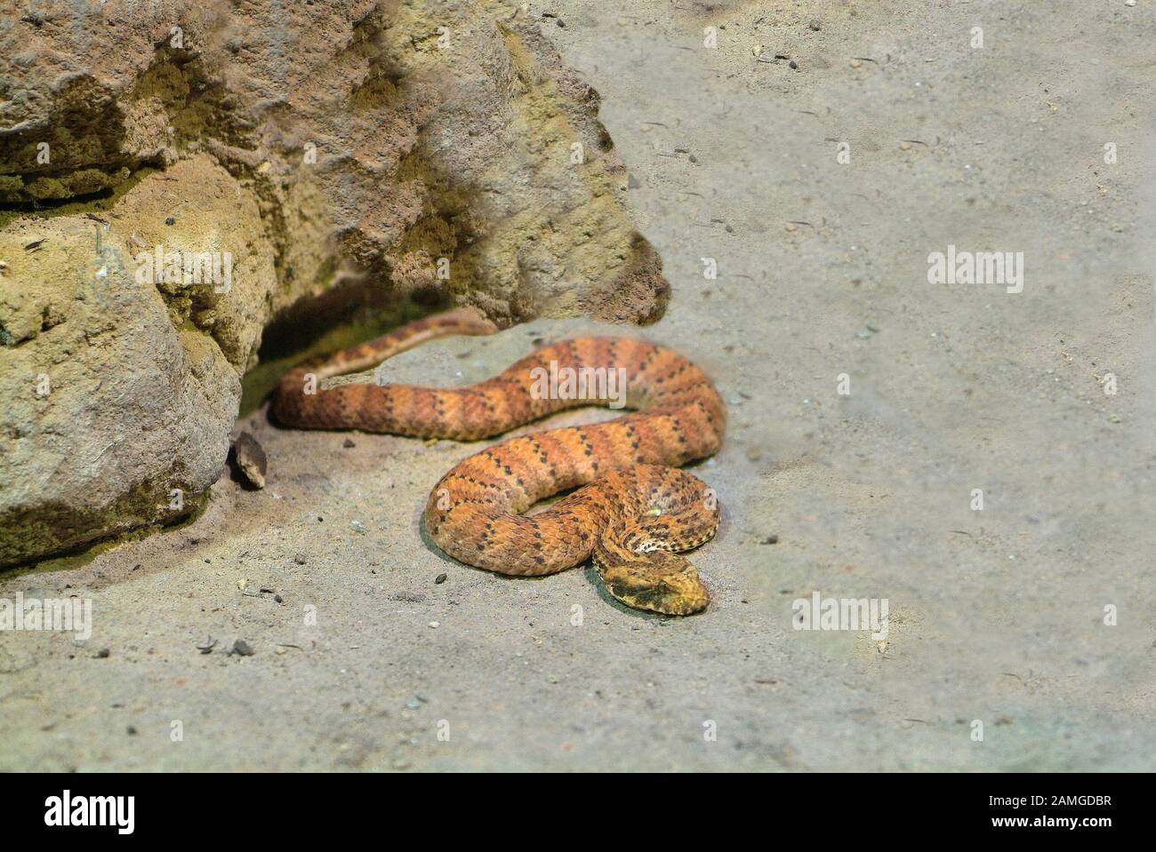 Serpent D'Adder Death Nord Banque D'Images