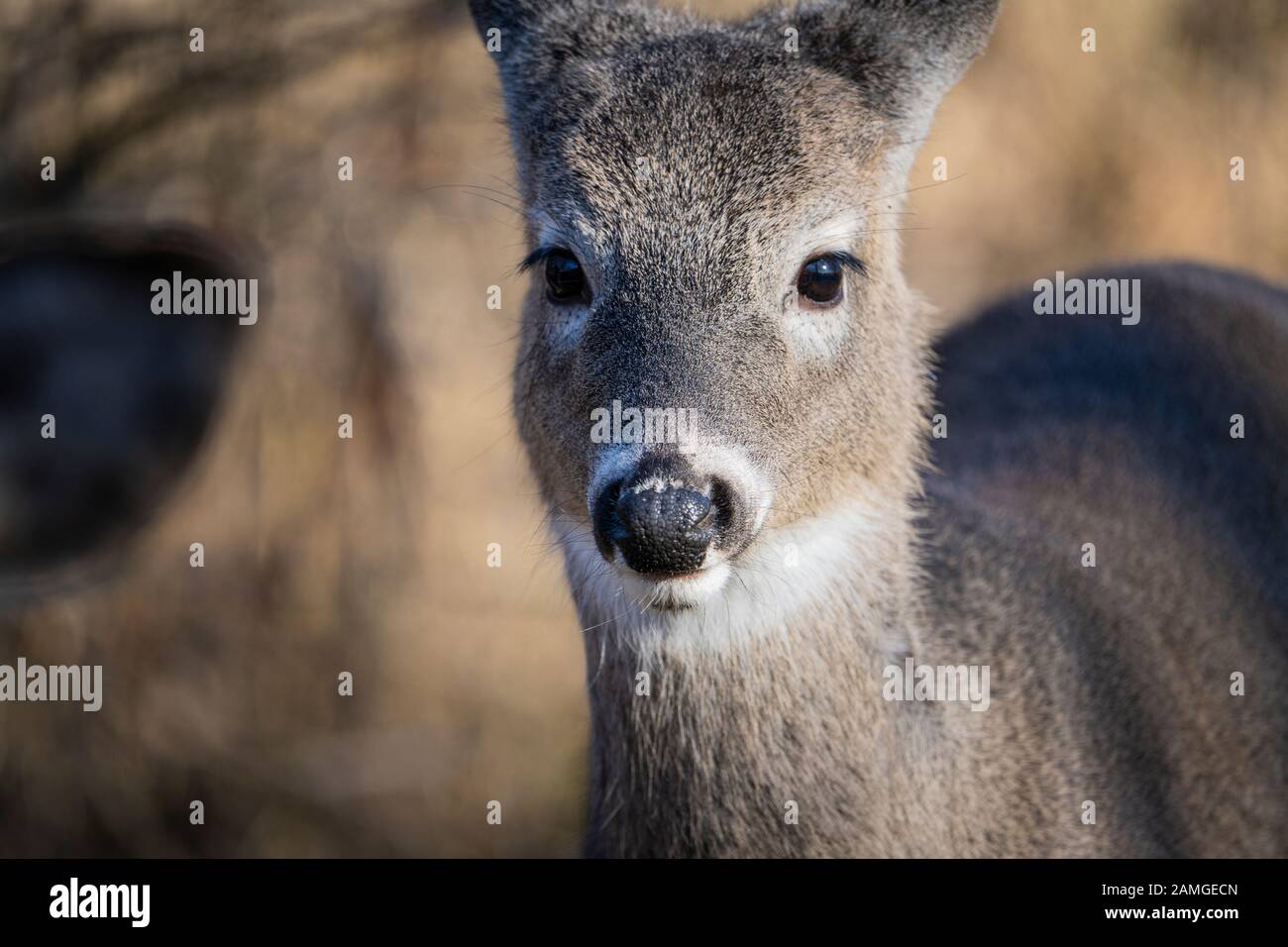 Cerf de Virginie debout dans les bois Banque D'Images