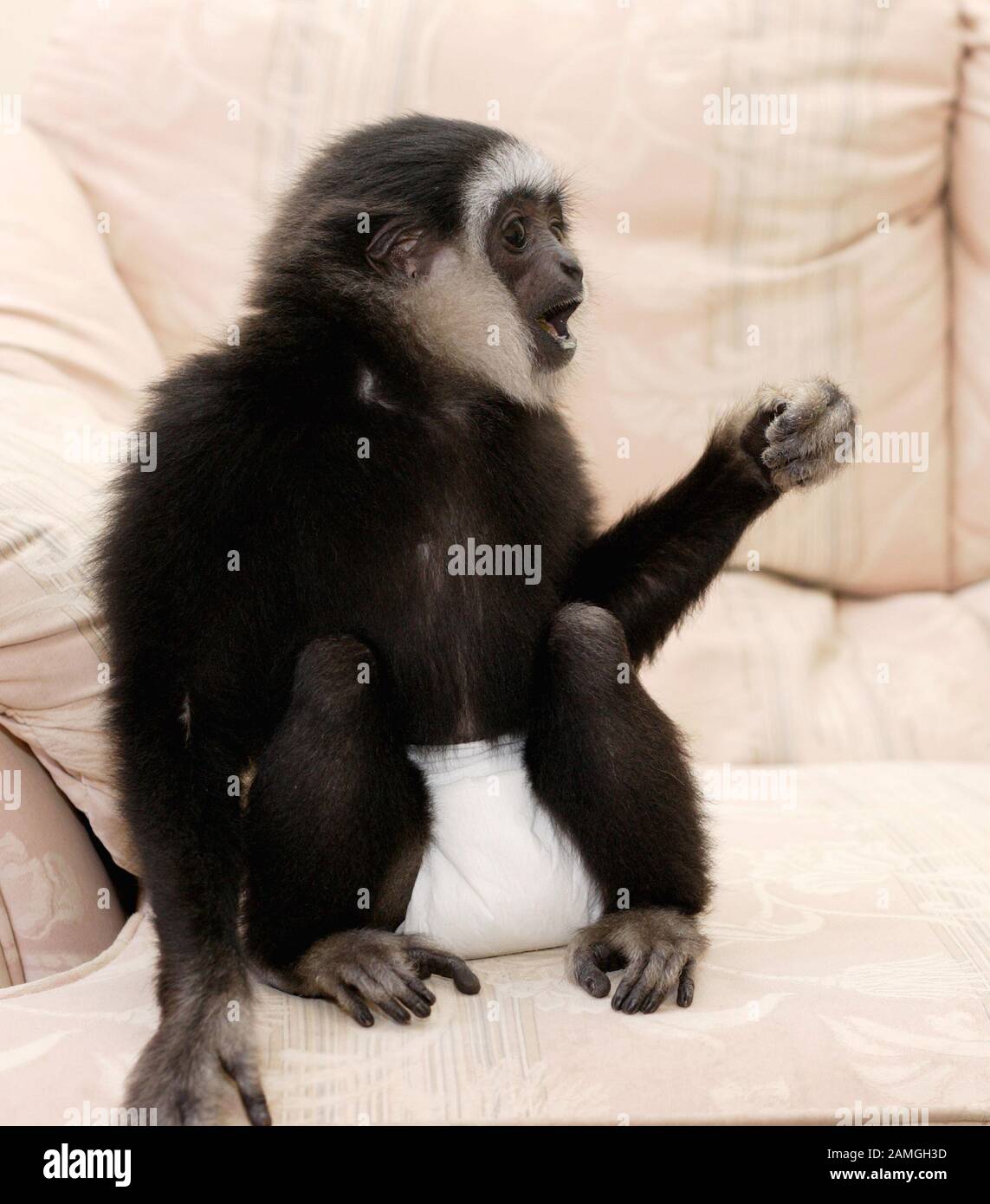 Un jeune homme, Lar Gibbon, portant des couches, célèbre son premier anniversaire. Hylobates en lar. Banque D'Images