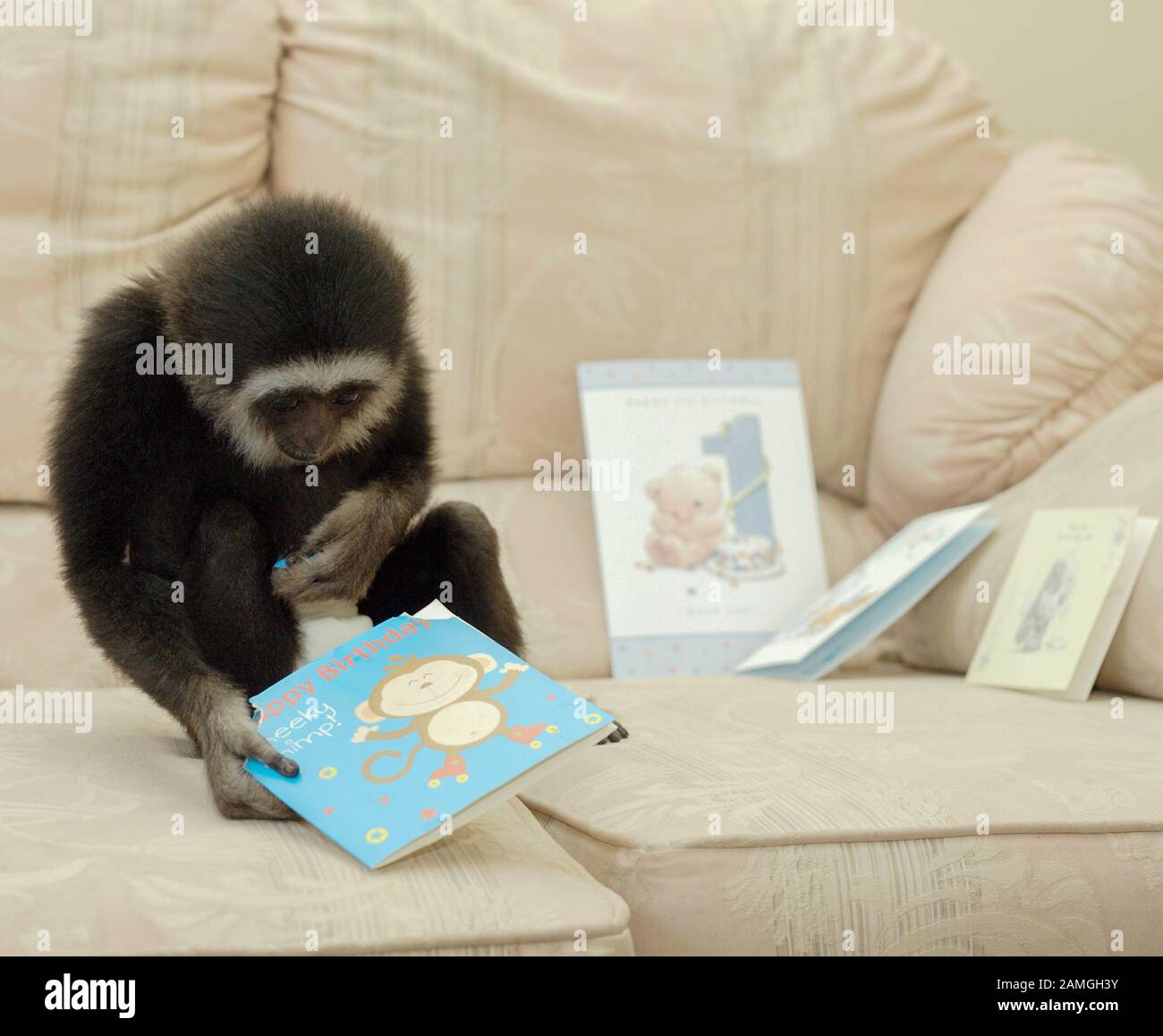 Un jeune homme, Lar Gibbon, portant des couches, célèbre son premier anniversaire. Hylobates en lar. Banque D'Images