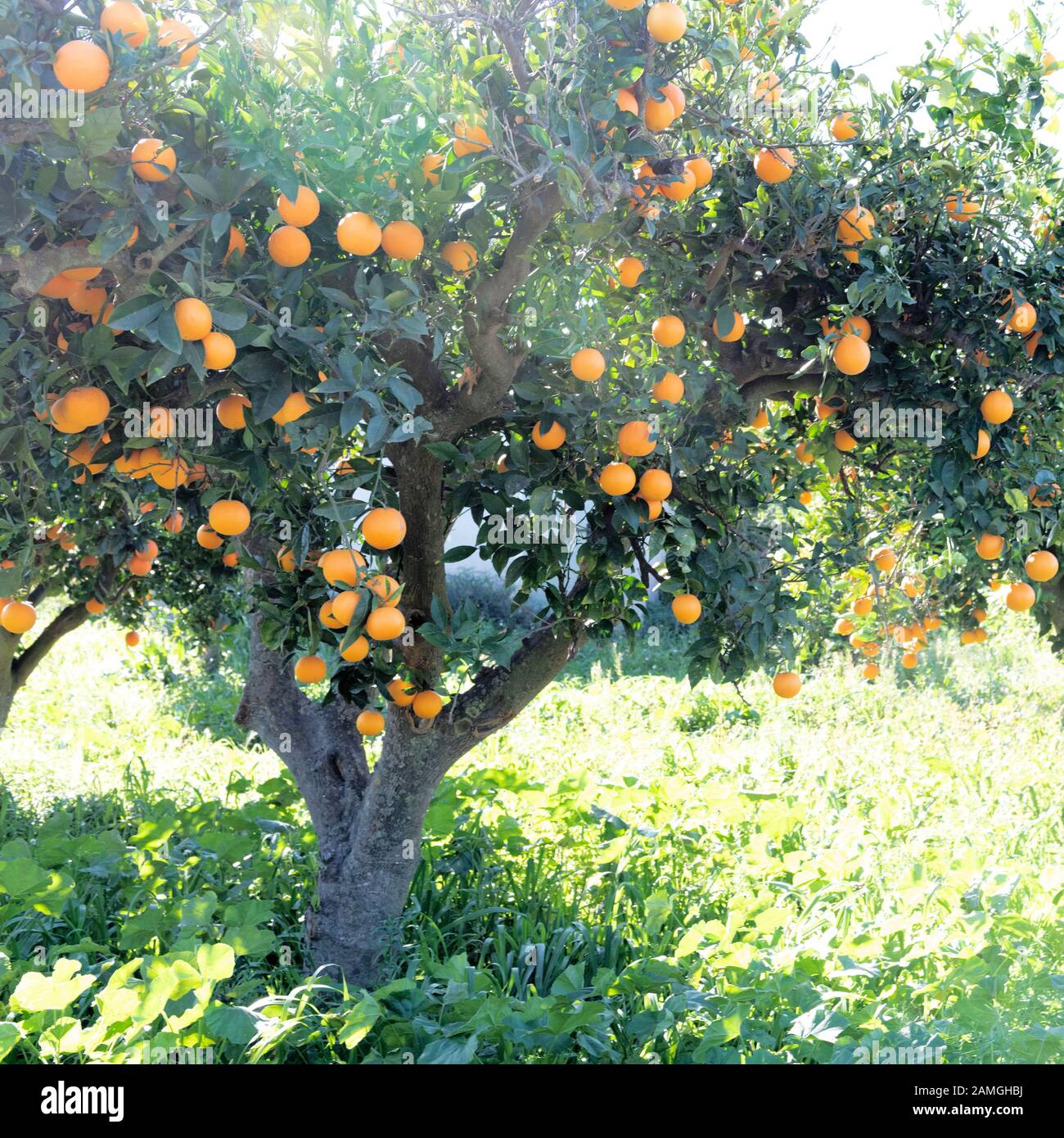 Arbre orange espagnol avec fruits dans le pays de l'Andalousie. Fond vert avec espace de copie Banque D'Images