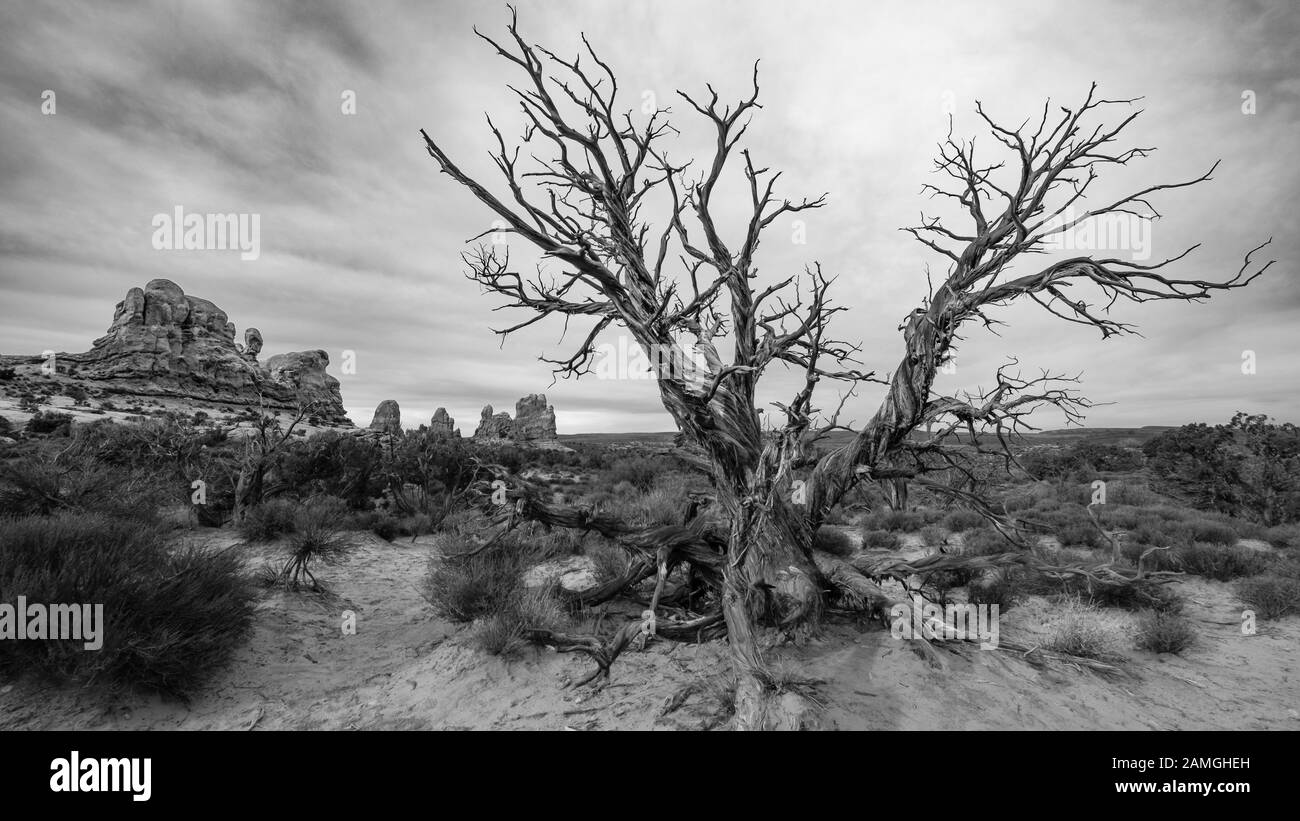 Cedar Tree, Arches National Park, Moab, Utah Banque D'Images