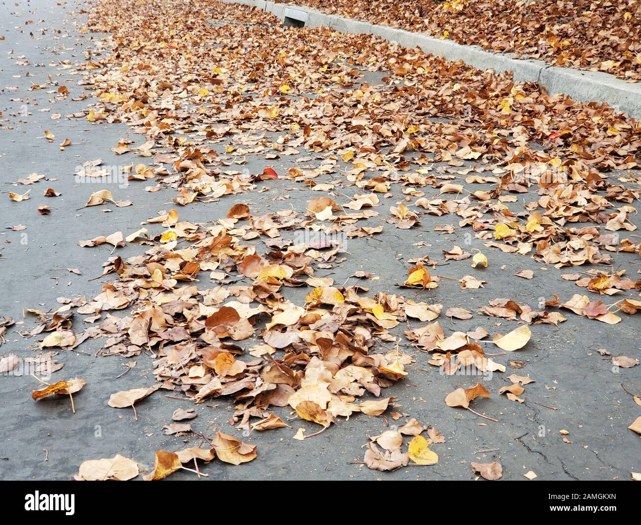Gros plan de feuilles humides sur la chaussée dans la région de la baie de San Francisco, San Ramon, Californie, 17 décembre 2019. Les accidents de voiture sont courants au début de la saison des pluies dans la région, car les risques de la route augmentent par temps pluvieux. () Banque D'Images