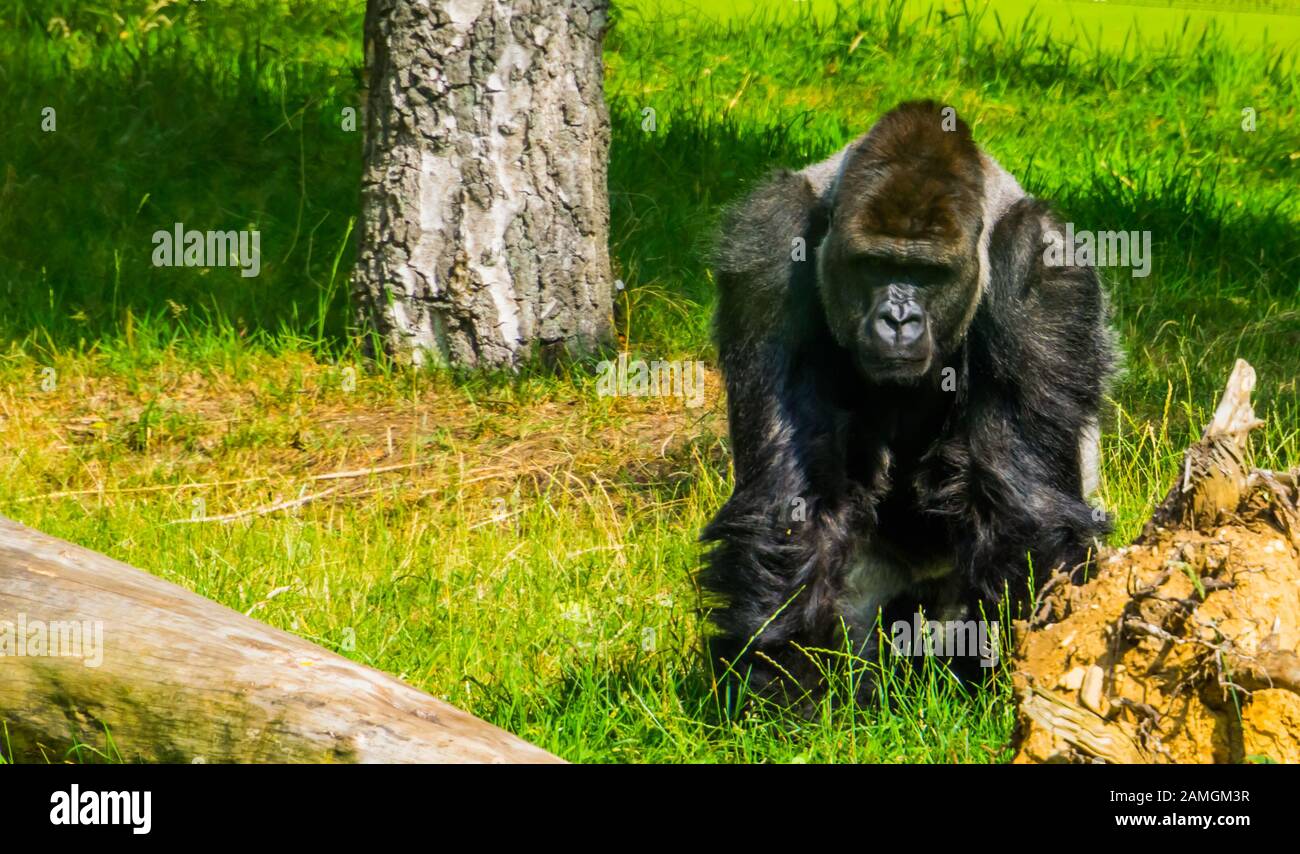 Gorille occidentale dans la clôture, espèce animale en danger critique d'Afrique Banque D'Images