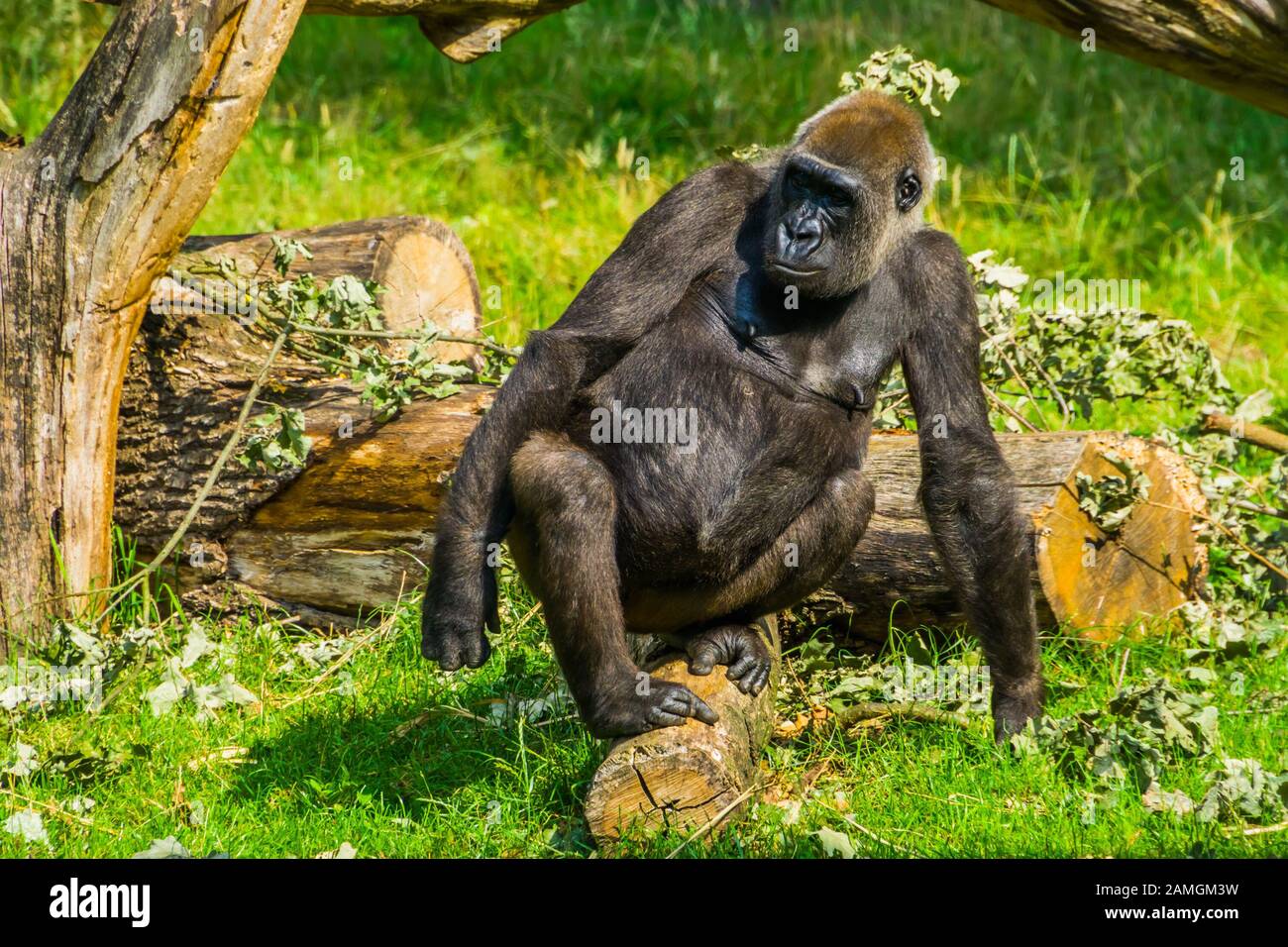 Gros portrait d'une gorille occidentale, espèce animale en danger critique d'Afrique Banque D'Images