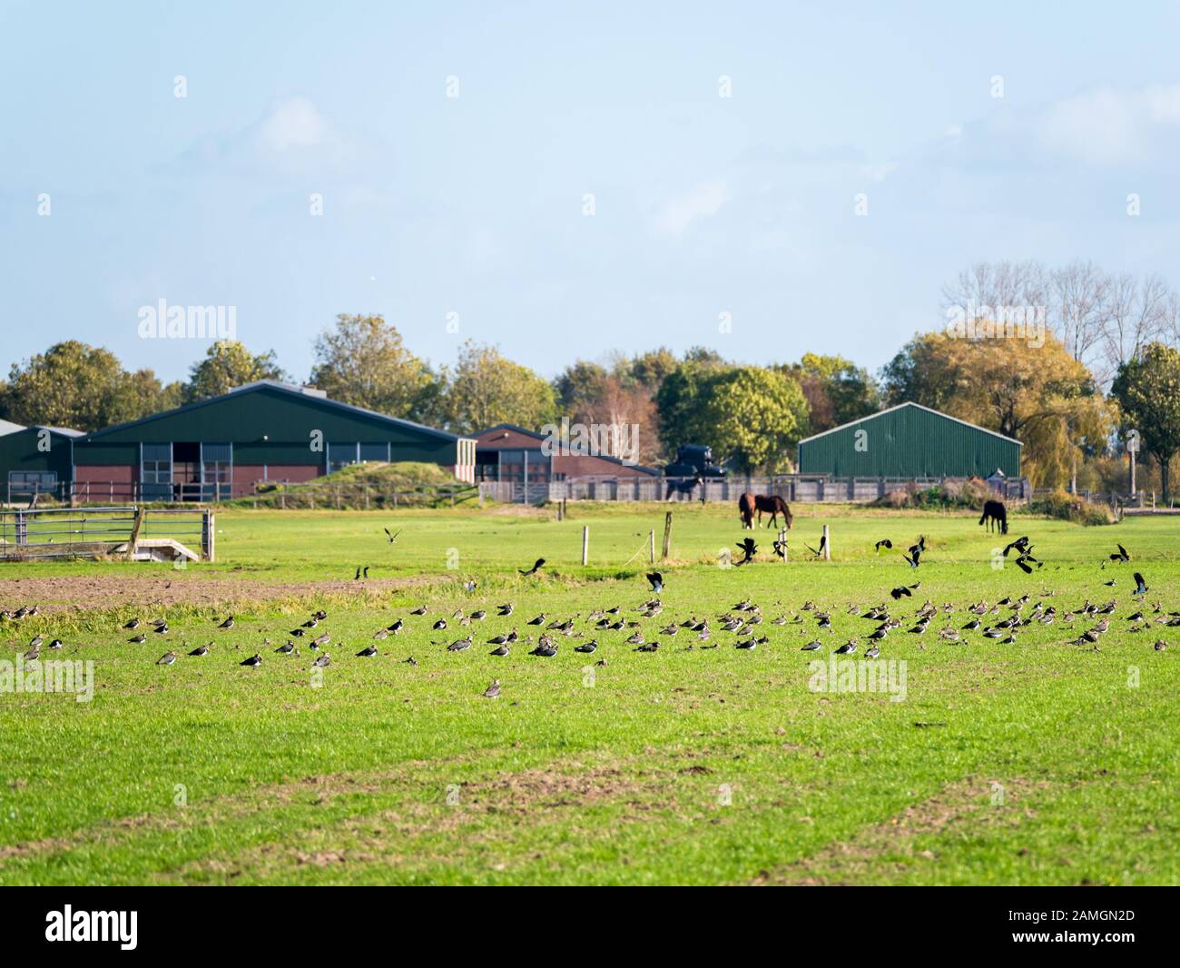 lapwings du Nord, Vanellus vanellus, se nourrissant dans l'herbe des terres agricoles, Eempolder, Pays-Bas Banque D'Images