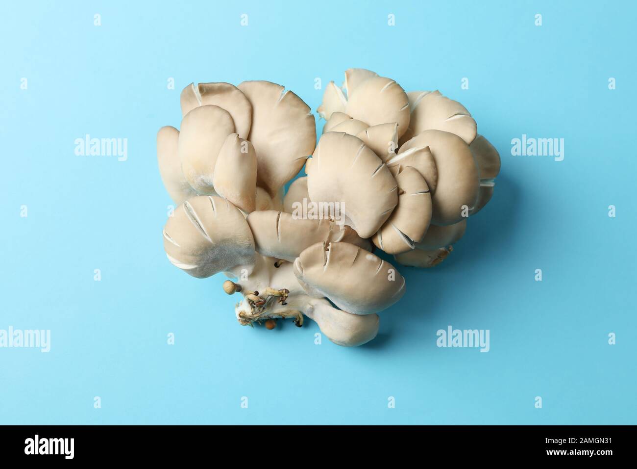 Champignons huîtres frais sur fond bleu, vue de dessus Banque D'Images