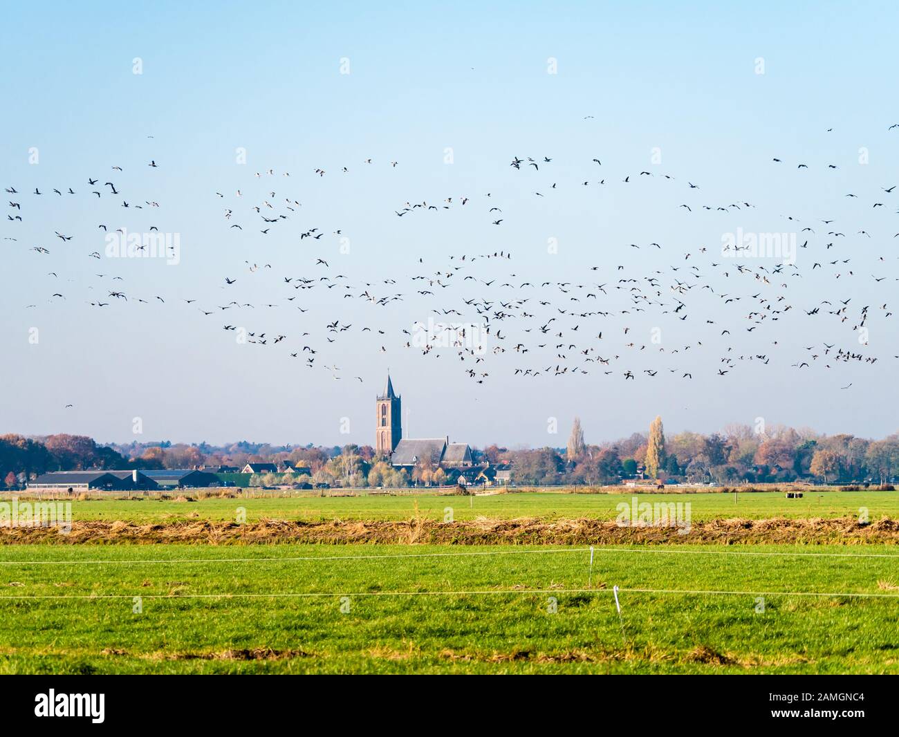 Des groupes d'oies grislag et à la façade blanche survolant des prairies dans le polder Eempolder et l'église d'Eemnes, aux Pays-Bas Banque D'Images