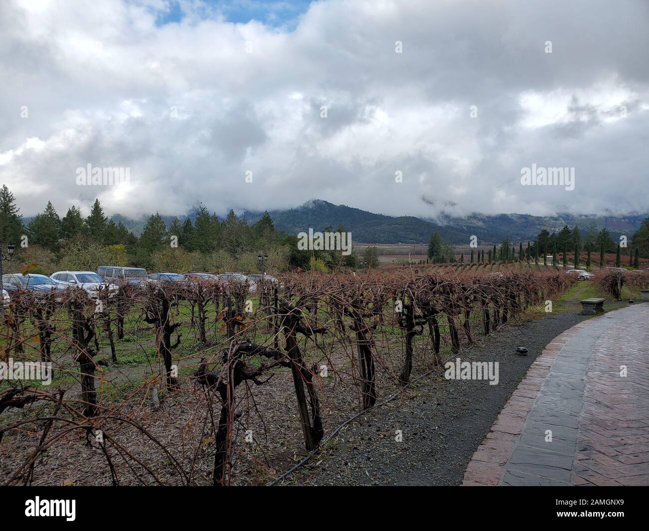 Vignes à Castello di Amorosa, un vignoble de la Calistoga AVA de la Napa Valley dans la Californie Wine Country, logé dans une grande reconstruction d'un château toscan, Calistoga, Californie, 22 décembre 2019. Castello di Amorosa est une destination touristique populaire pour les visiteurs de la vallée de Napa. () Banque D'Images