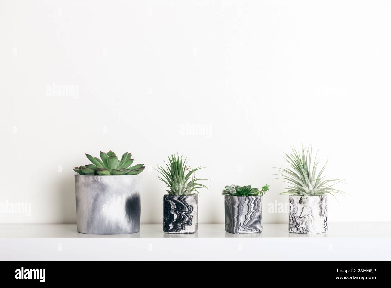 Collection de succulentes géométrique marbré semoirs avec de belles petites plantes succulentes sur plateau blanc contre mur blanc. Décoration de la vie Banque D'Images