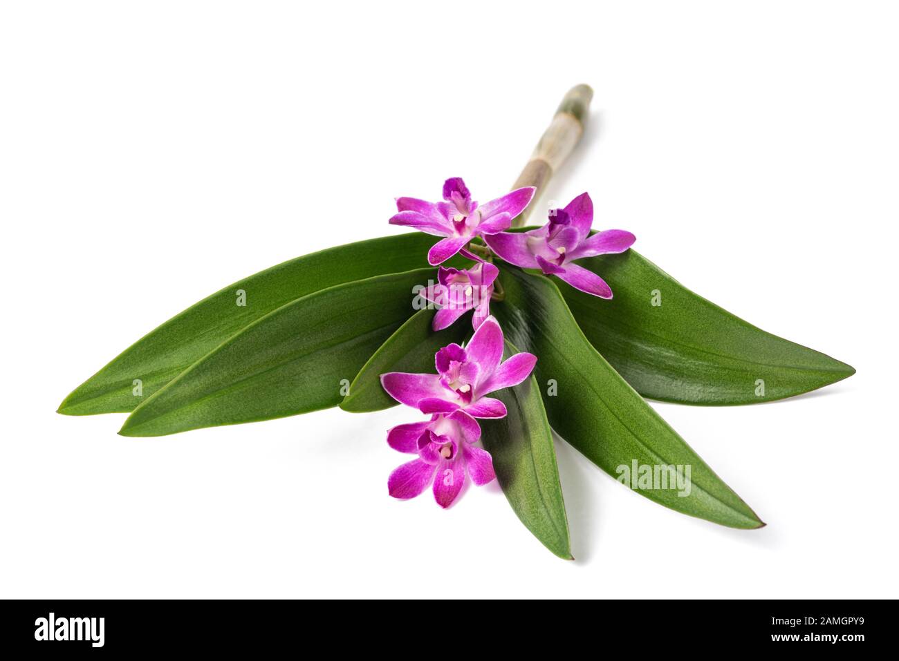 Rock Rose orchid isolé sur fond blanc Banque D'Images