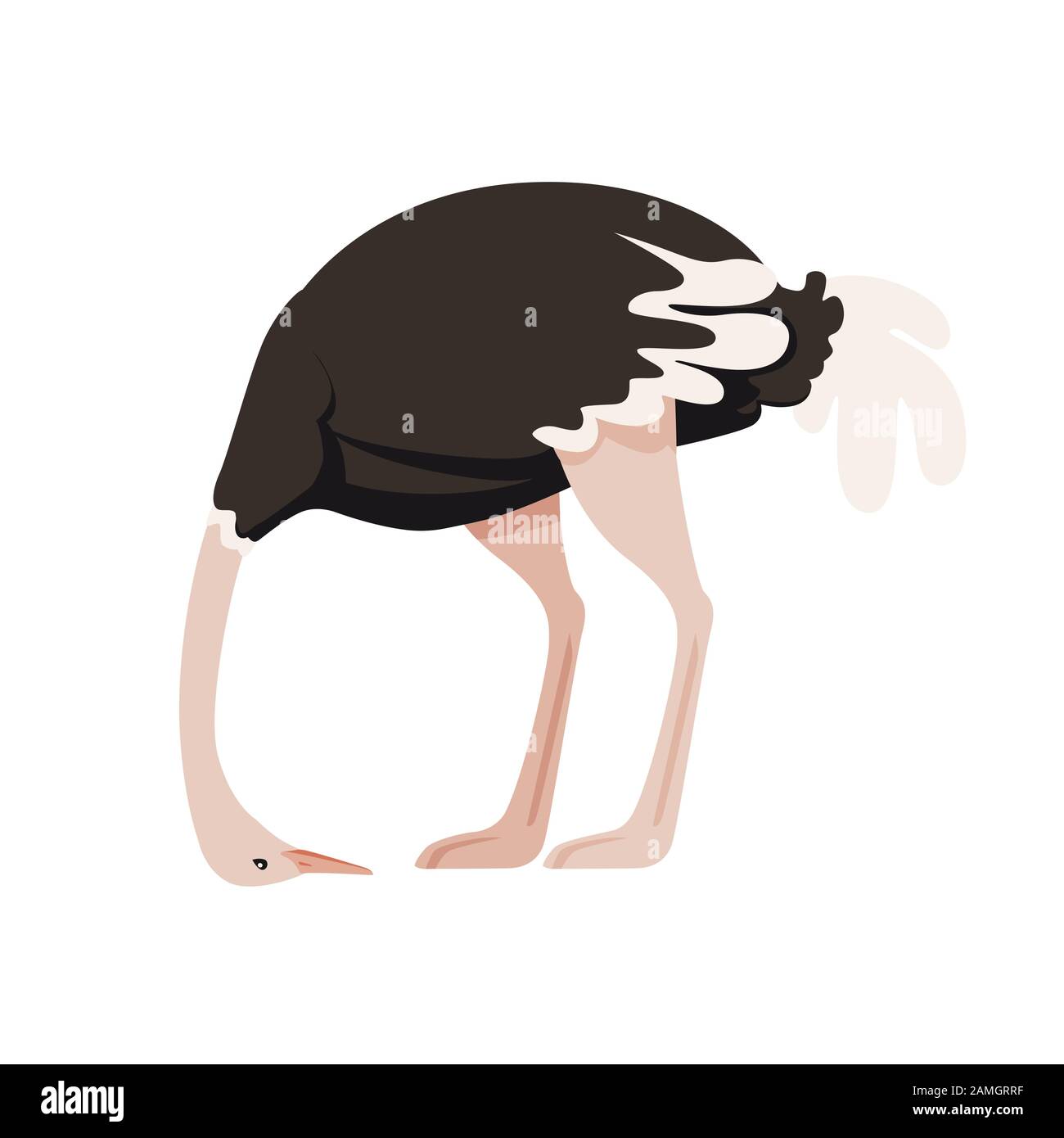 Mignonne autruche avec tête de cachette africaine sans flaighless oiseau caricature animal design plate illustration vectorielle isolée sur fond blanc. Illustration de Vecteur