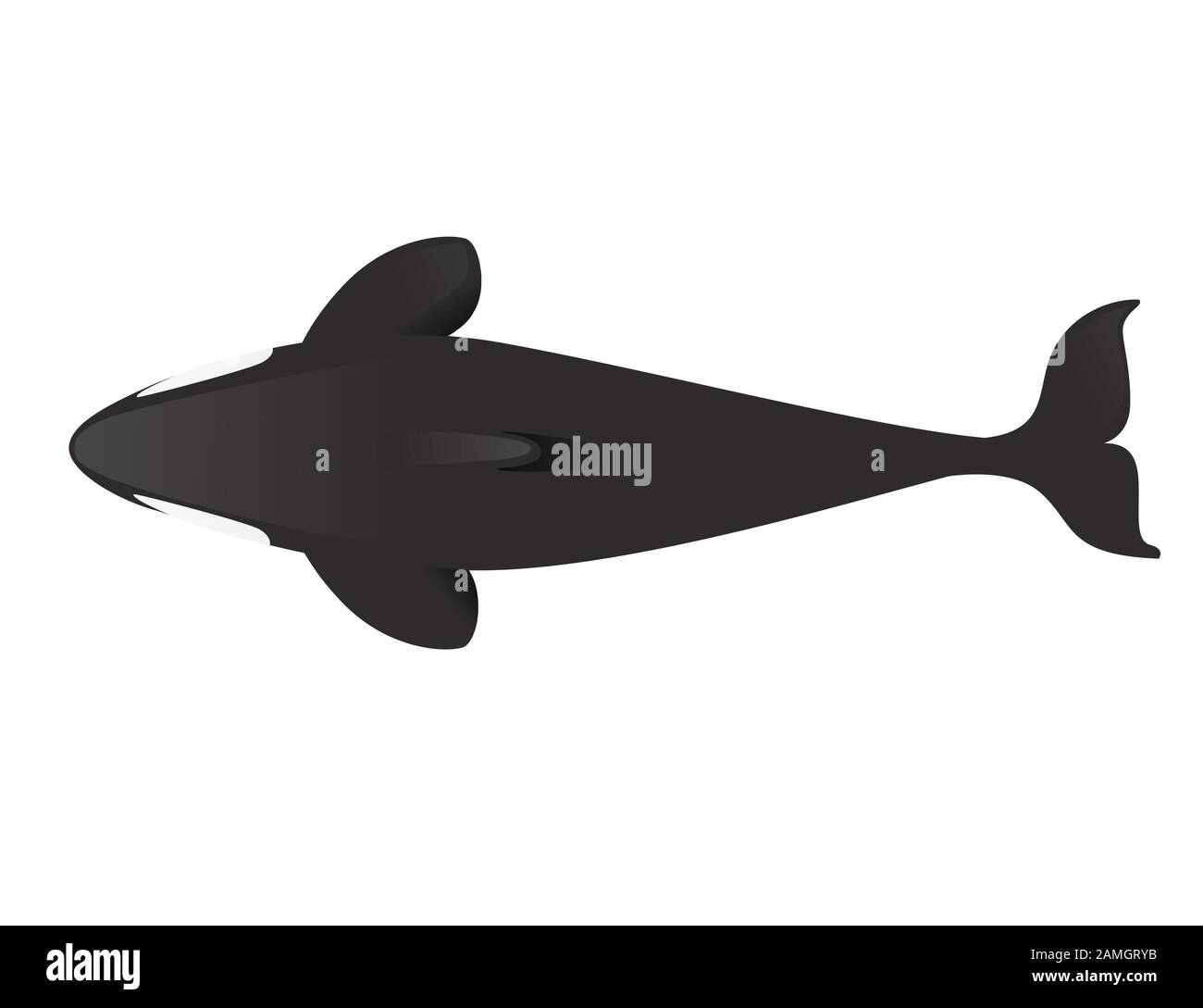 Épaulard à silhouette noire (Orcinus orca) dessin d'animal dessin d'animal de l'océan mammifère orca plate illustration vectorielle isolée sur fond blanc. Illustration de Vecteur
