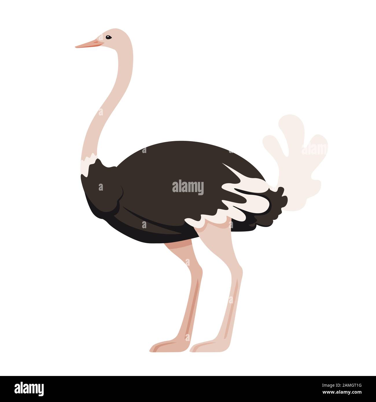 Mignonne autruche rester sur deux jambes afrique sans flightless oiseau caricature animal design plate illustration vectorielle isolée sur fond blanc. Illustration de Vecteur