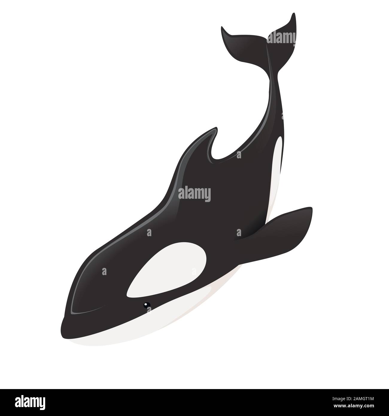 Épaulard (Orcinus orca) dessin d'animal de dessin d'orne de mammifère d'océan illustration vectorielle plate isolée sur fond blanc. Illustration de Vecteur
