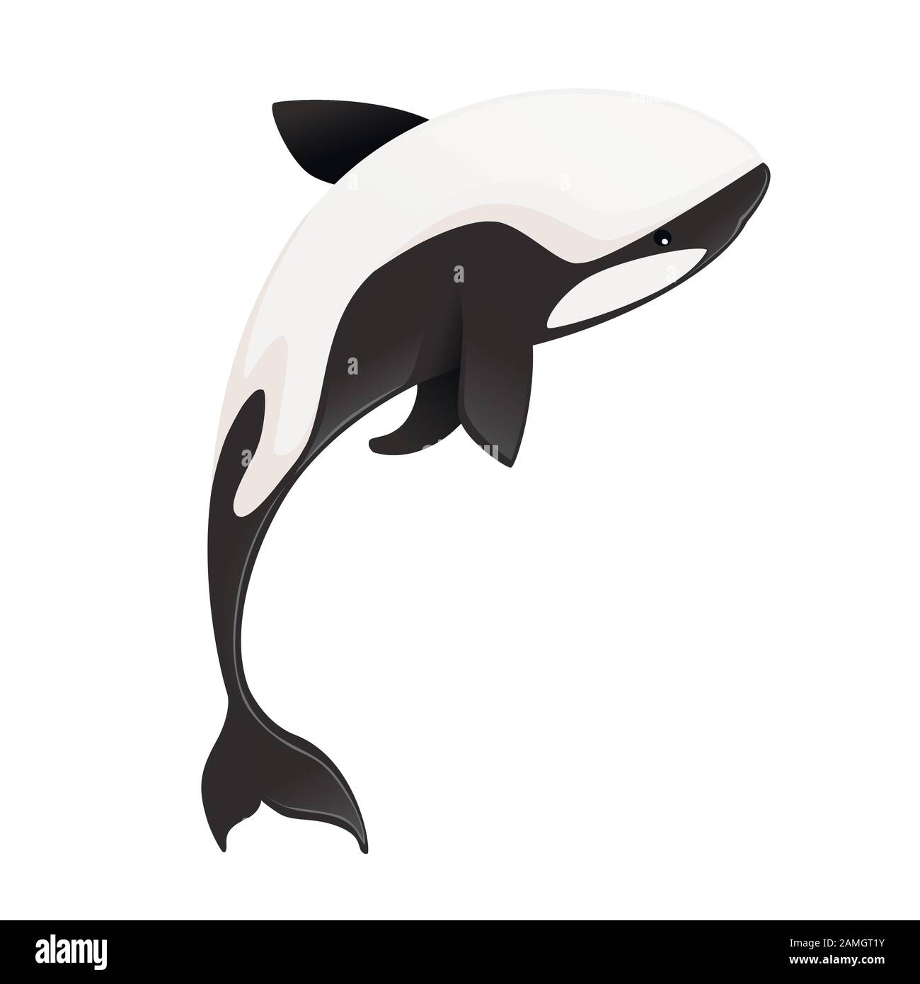 Épaulard (Orcinus orca) dessin d'animal de dessin d'orne de mammifère d'océan illustration vectorielle plate isolée sur fond blanc. Illustration de Vecteur