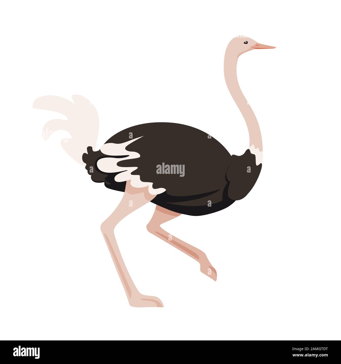 Mignonne autruche à la course africaine sans flaque oiseau caricature animal design plate illustration vectorielle isolée sur fond blanc. Illustration de Vecteur