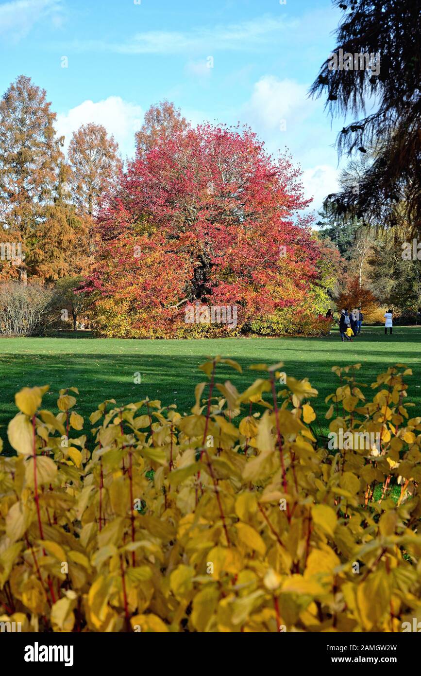 Les jardins de la Royal Horticultural Society dans des couleurs automnales à Wisley, Surrey Angleterre Royaume-Uni Banque D'Images