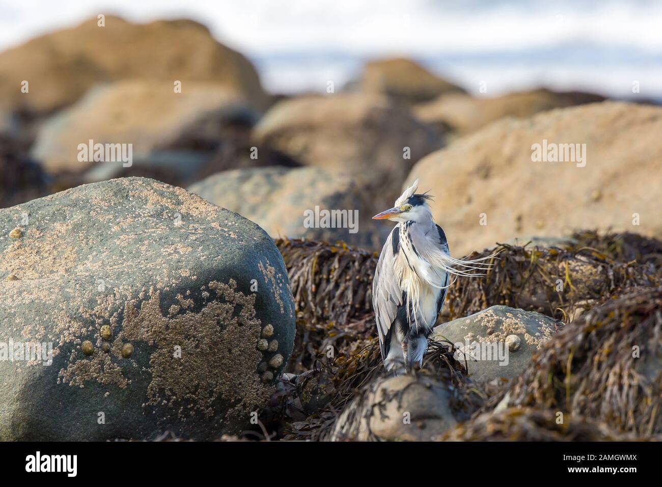 Gros plan sur la côte sauvage de l'oiseau gris de héron britannique (Ardea cinerea) isolé sur la plage britannique statue assise encore sur des rochers par la piscine de roche, plumes soufflant dans le vent. Banque D'Images