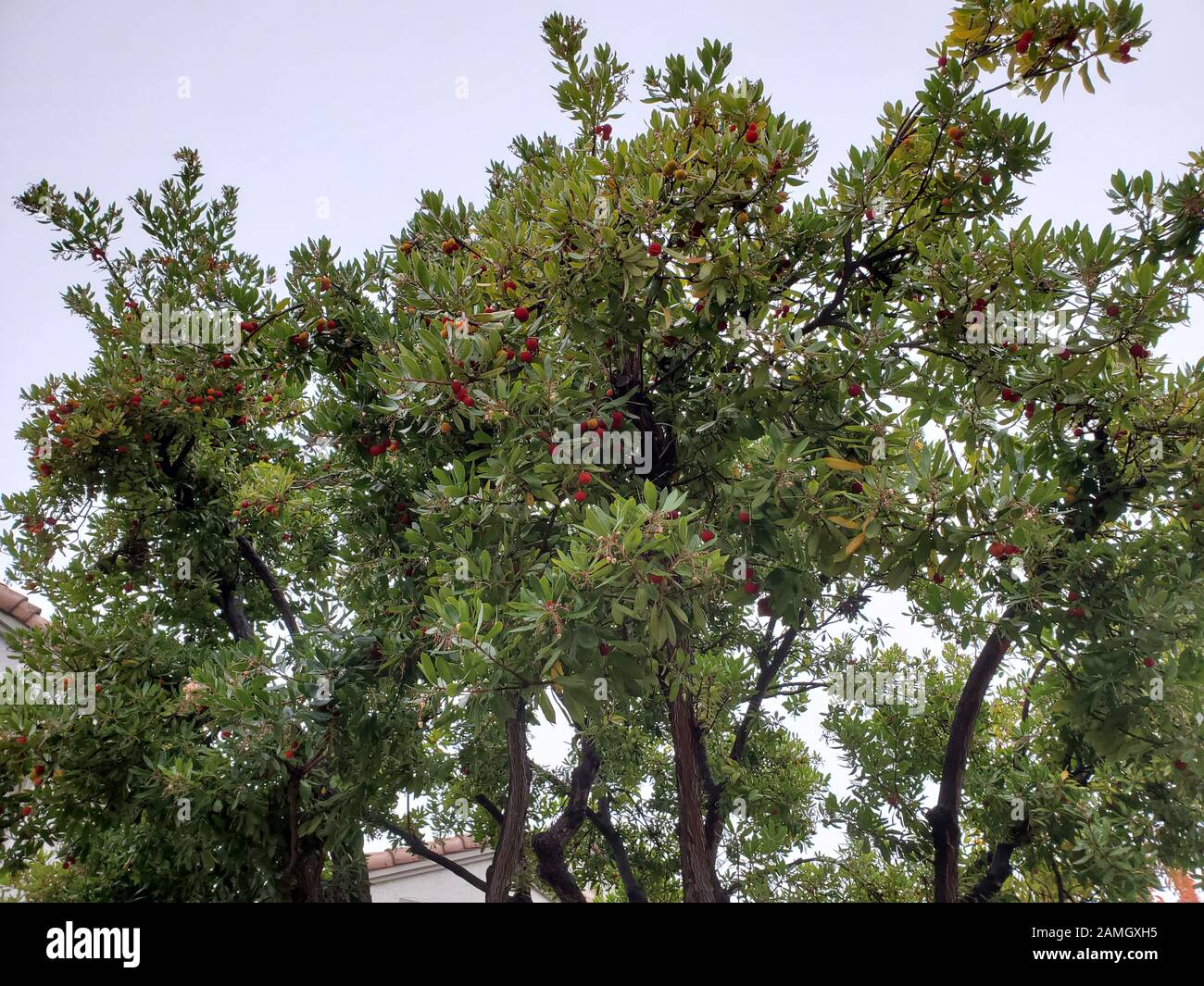 Gros plan de la canopée de l'arbre des fraises (arbutus unedo), San Ramon, Californie, 11 décembre 2019. () Banque D'Images