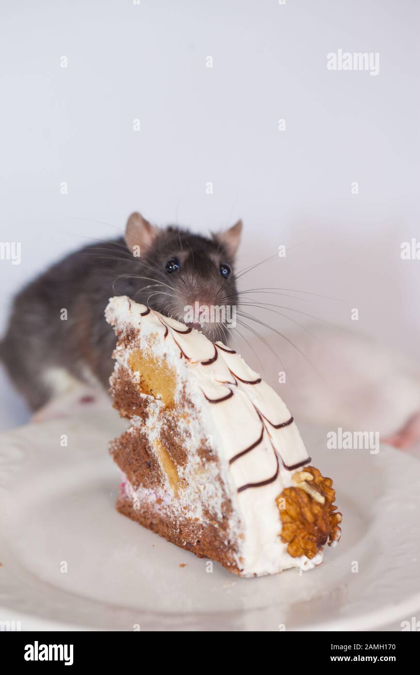 Concept De Regime Alimentaire Un Petit Rat Gris Mange Un Morceau De Gateau A La Courge Avec Un Ecrou Souris Gourmande Souris Cuisinier Taster Photo Stock Alamy Concept De Regime Alimentaire Un Petit Rat Gris Mange Un Morceau De Gateau A La Courge Avec Un Ecrou Souris Gourmande Souris Cuisinier Taster Photo Stock Alamy