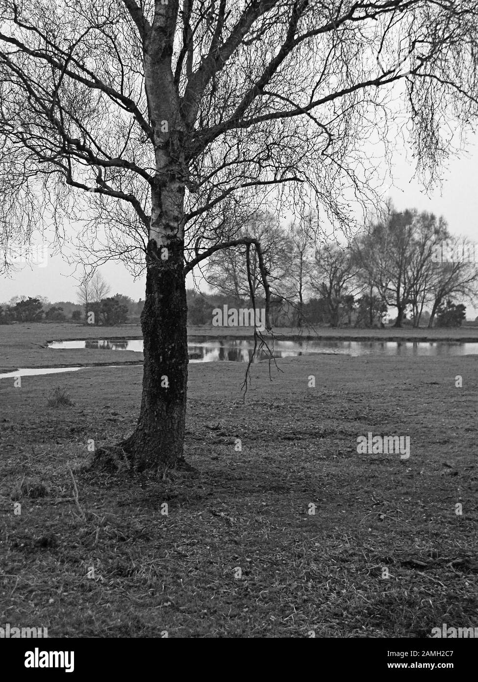 Green Pond : un étang de rosée sur Fritham Plain dans la Nouvelle forêt, Hampshire, Angleterre, Royaume-Uni. Version noir et blanc Banque D'Images