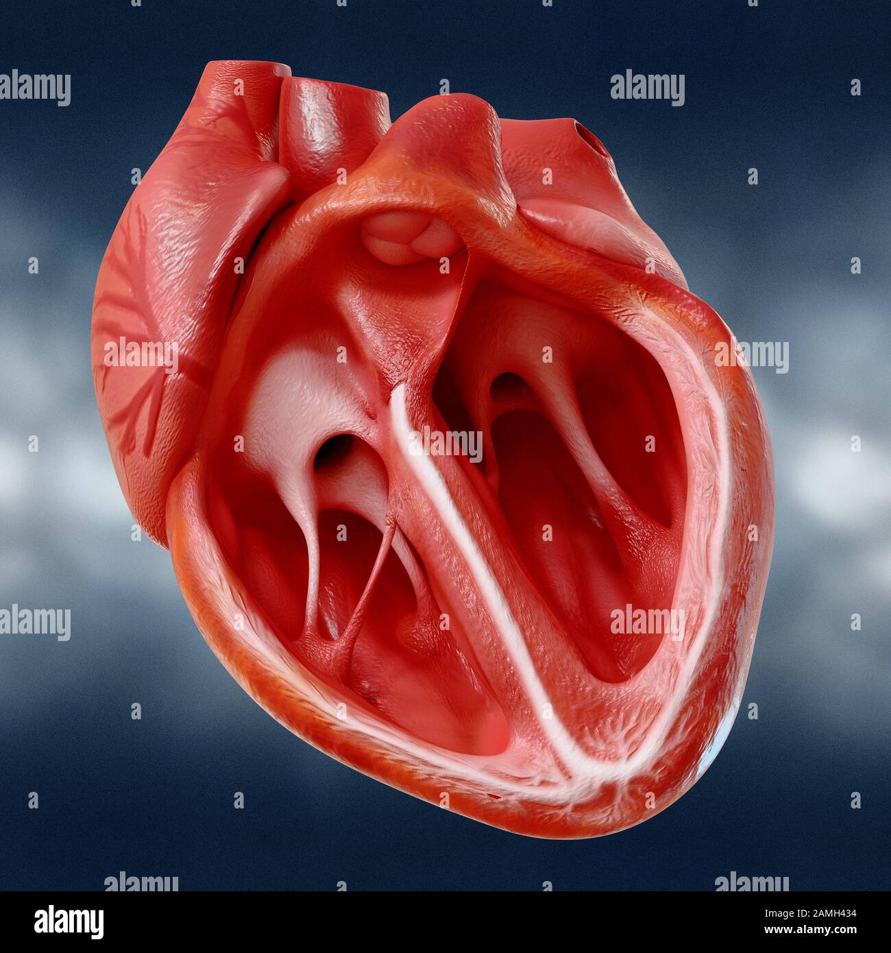 Modèle anatomiquement corrects du cœur humain avec les ventricules et les principaux vaisseaux, 3D Rendering Banque D'Images