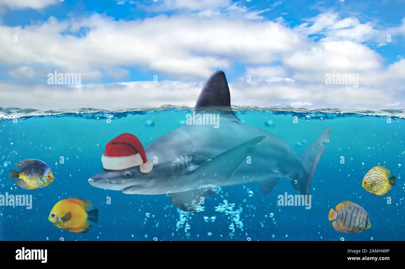 Photo sous-marine de paradis tropical avec un groupe de poissons et grand requin avec chapeau de Père Noël. Banque D'Images