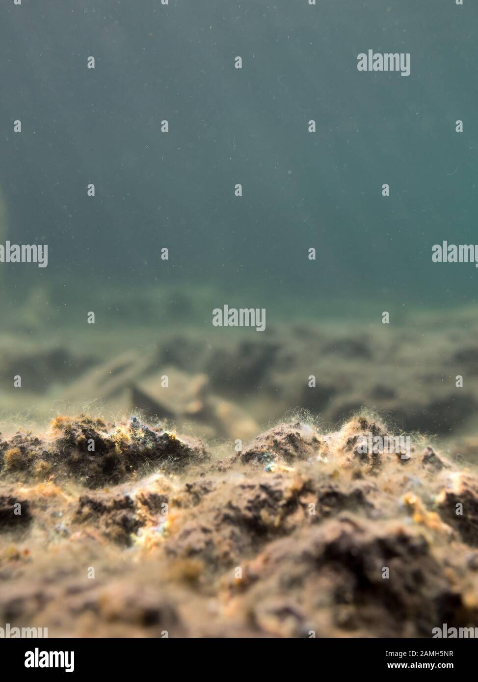 Les algues filamenteuses sur fond de tourbe-clair arrosées lac d'eau douce. Banque D'Images