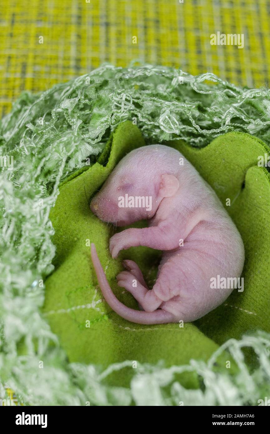 Germe Rat Bebe Sans Cheveux Nouveau Ne Sur Une Feuille Verte Brillante D Un Arbre Calendrier Chinois Nouvelle Annee Asiatique Orientation Verticale De La Feuille Photo Stock Alamy