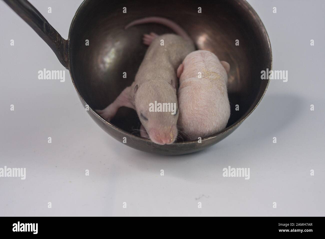 Germe Rat Bebe Sans Cheveux Nouveau Ne Petite Souris Avec Fourrure Rose Dans Une Pochette D Ecriture Calendrier Chinois Nouvel An Asiatique Photo Stock Alamy