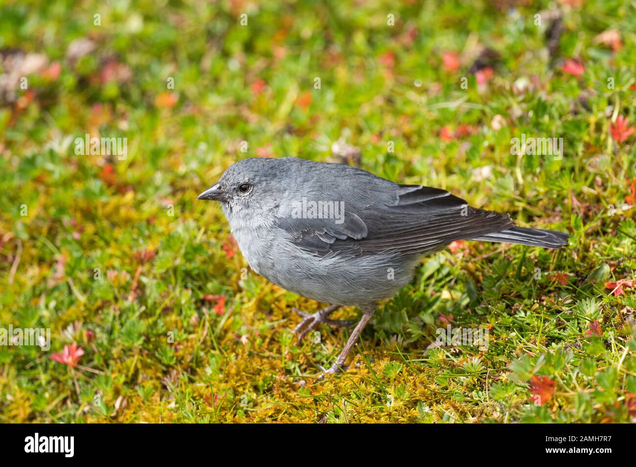 Sierra-finch à cendre - Geospizopsis plebejus, oiseau perché de haute altitude des Andes, Antisana, Équateur. Banque D'Images