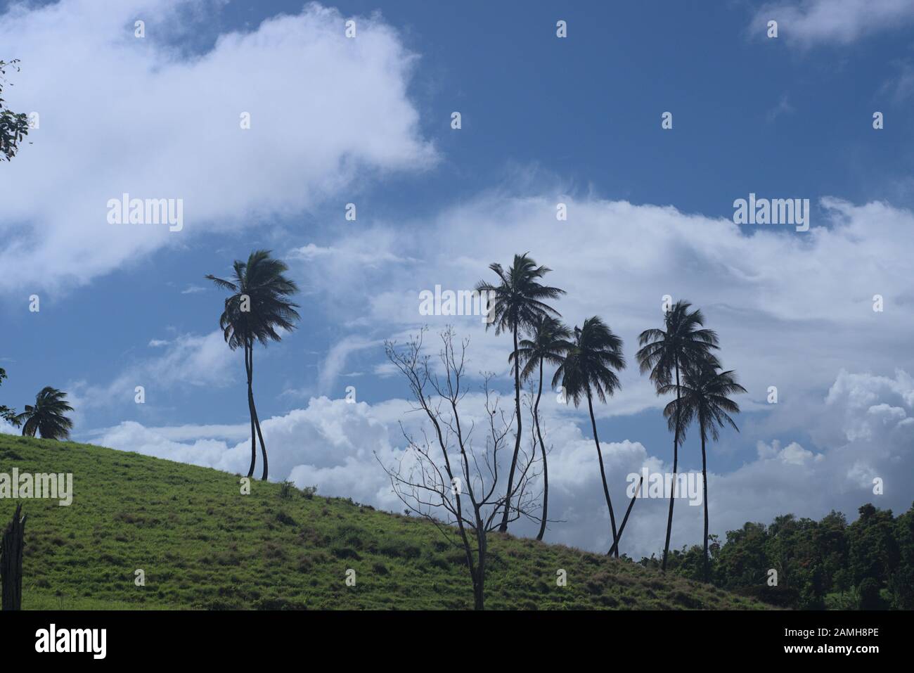 Manati-Floride beau paysage Banque D'Images