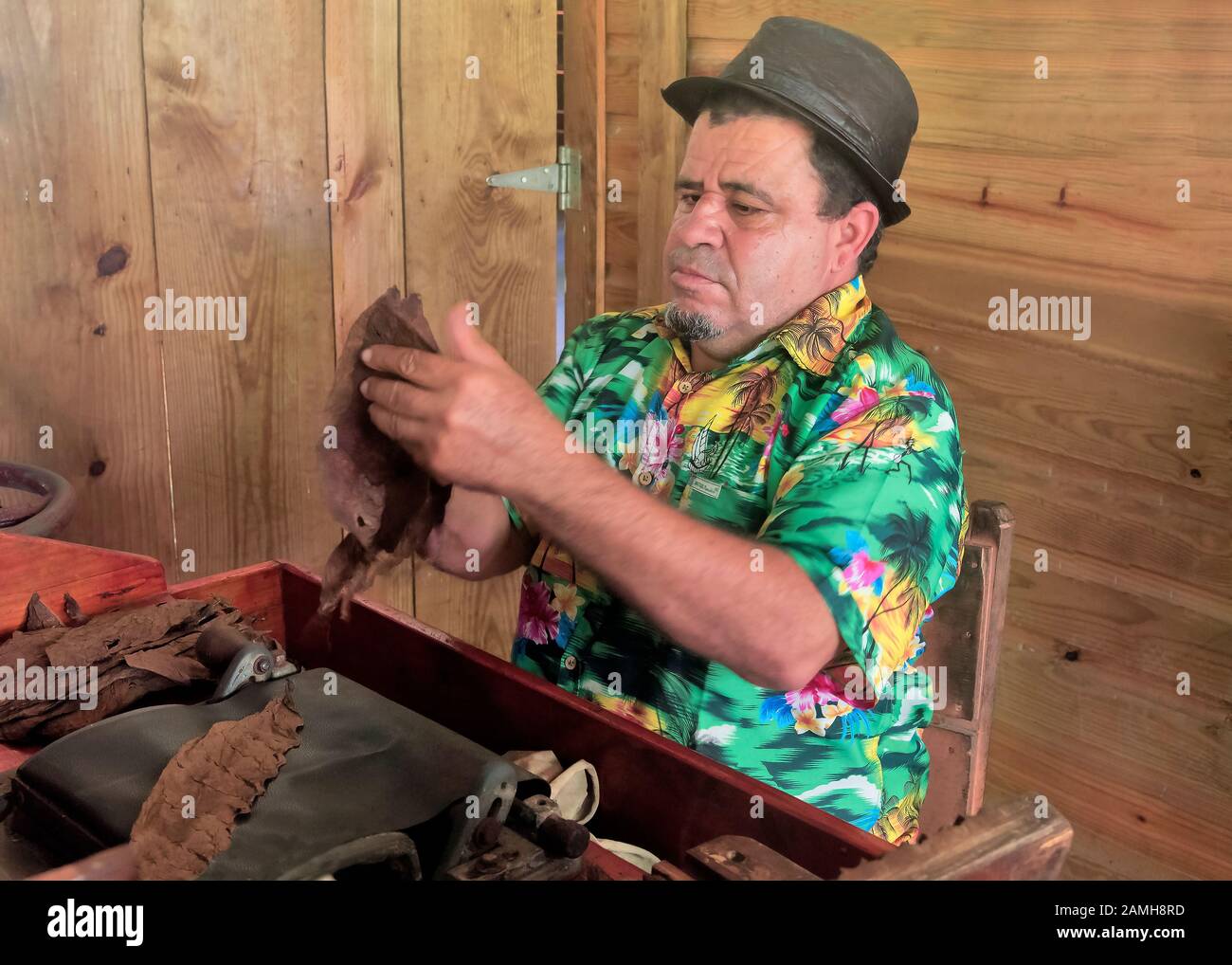 Un homme montre comment fabriquer des cigares, la Hacienda Park, Punta Cana, République dominicaine Banque D'Images