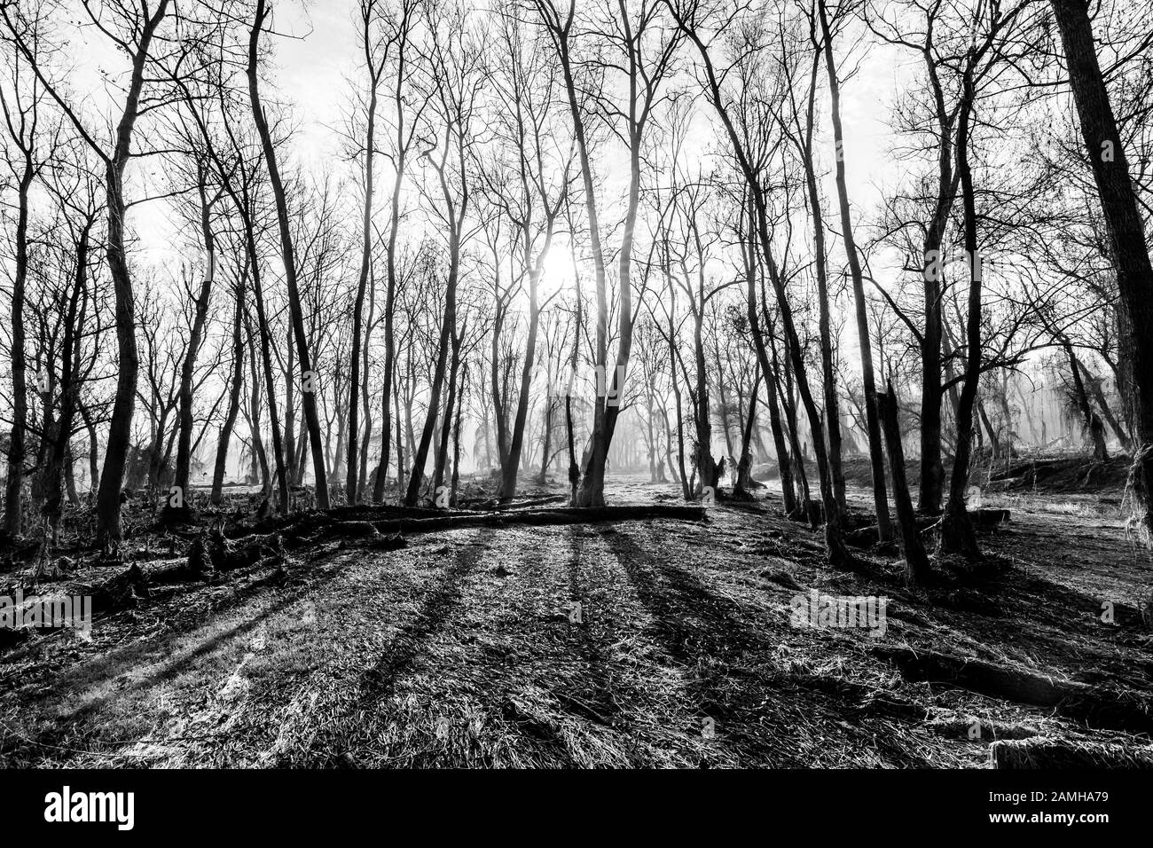 Dans les bois, hiver gel partout dans cet endroit de rêve Banque D'Images