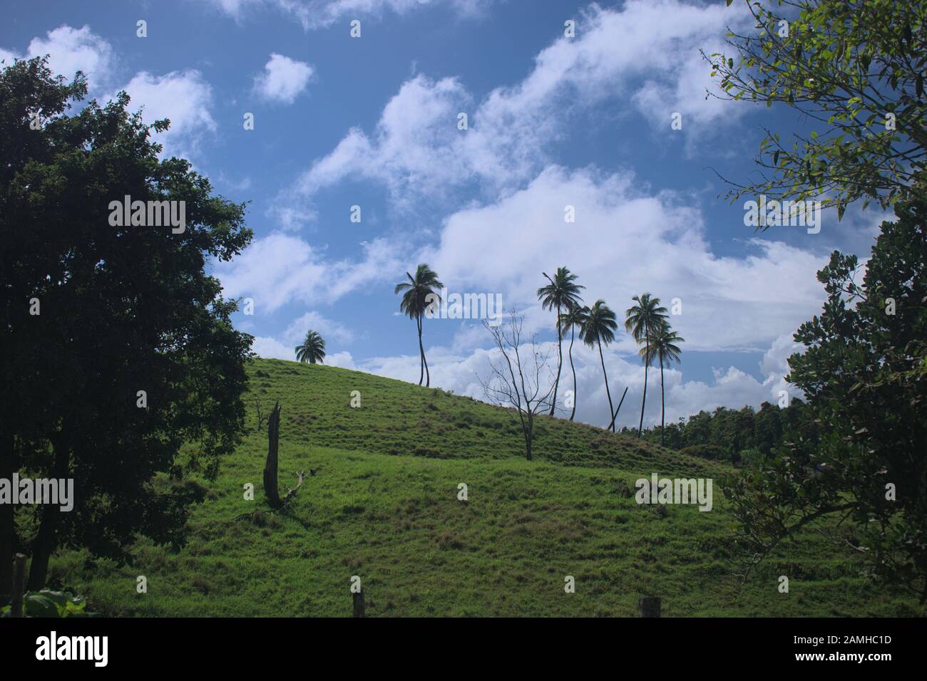 Manati-Floride beau paysage Banque D'Images