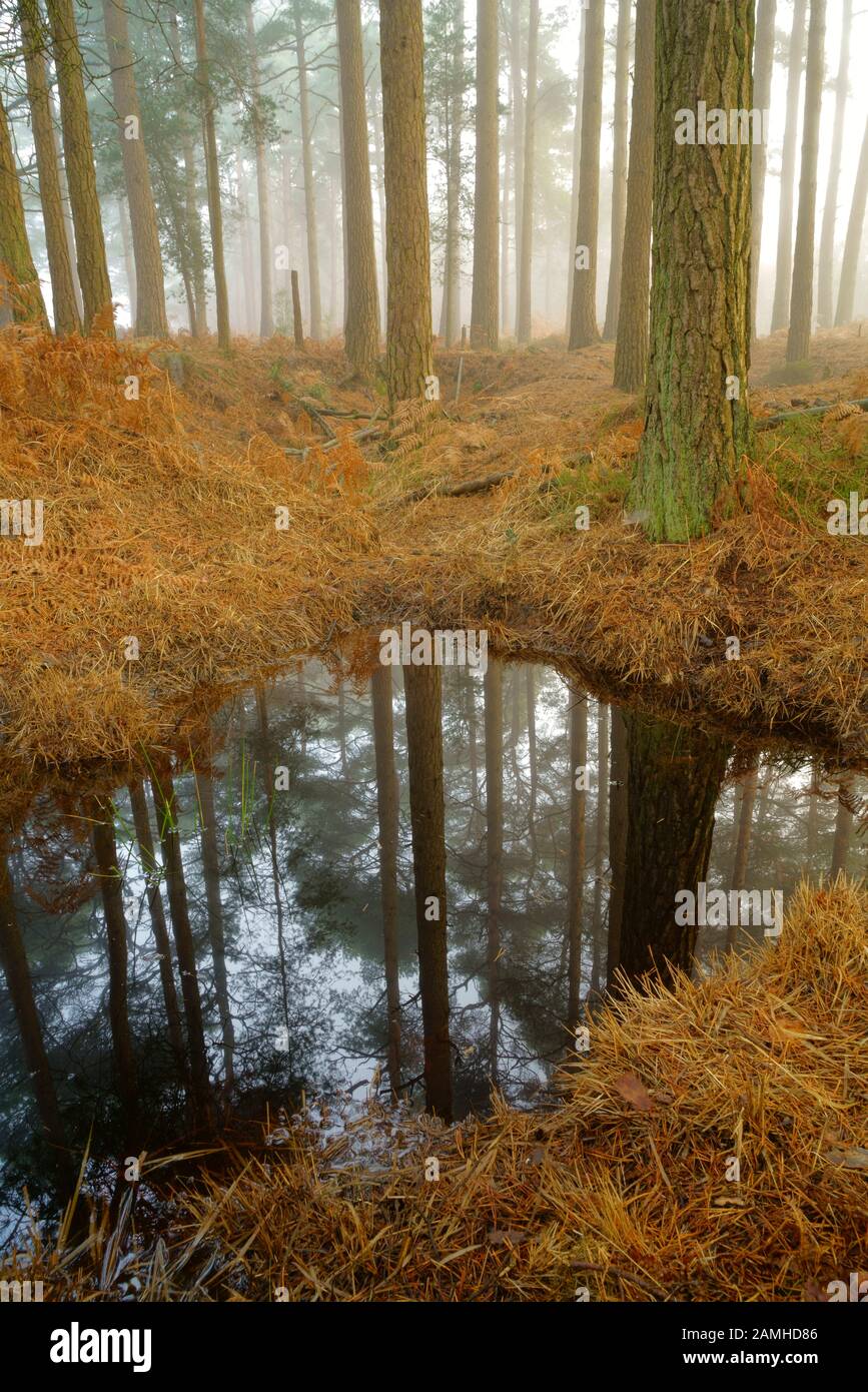 Les pins écossais réflexions dans l'eau. Banque D'Images