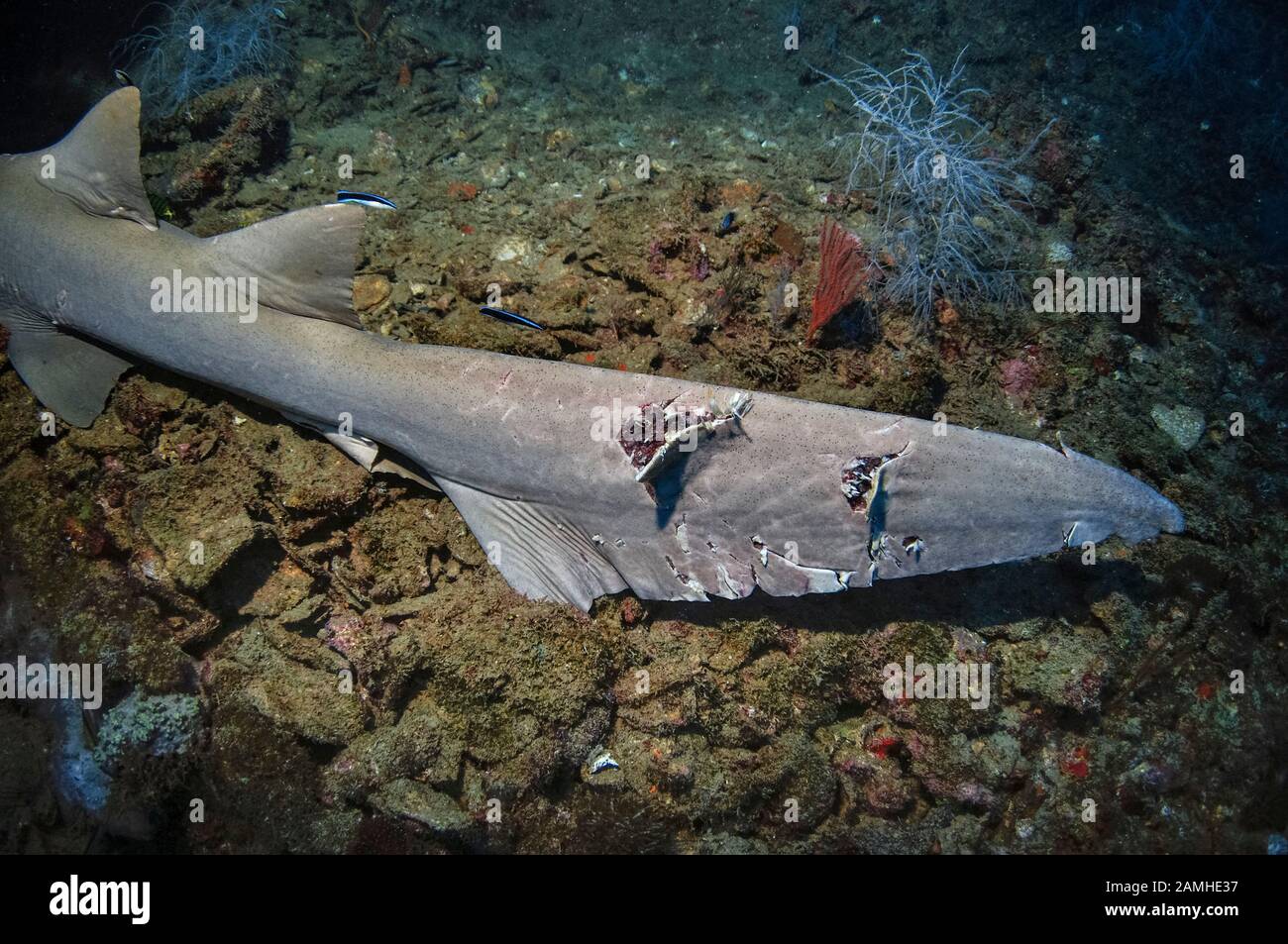 Requin infirmière Tawny, Nebrius ferrugineus, queue avec des blessures d'une attaque de requin, épave du SS Yongala, Townsville, Grande barrière de corail, Queensland, Australie Banque D'Images