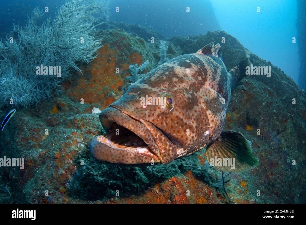 Morue Ou Groper À Pois Bruns, Epinephelus Coioides, Wolf Rock, Rainbow Beach, Queensland, Australie, Océan Pacifique Sud Banque D'Images