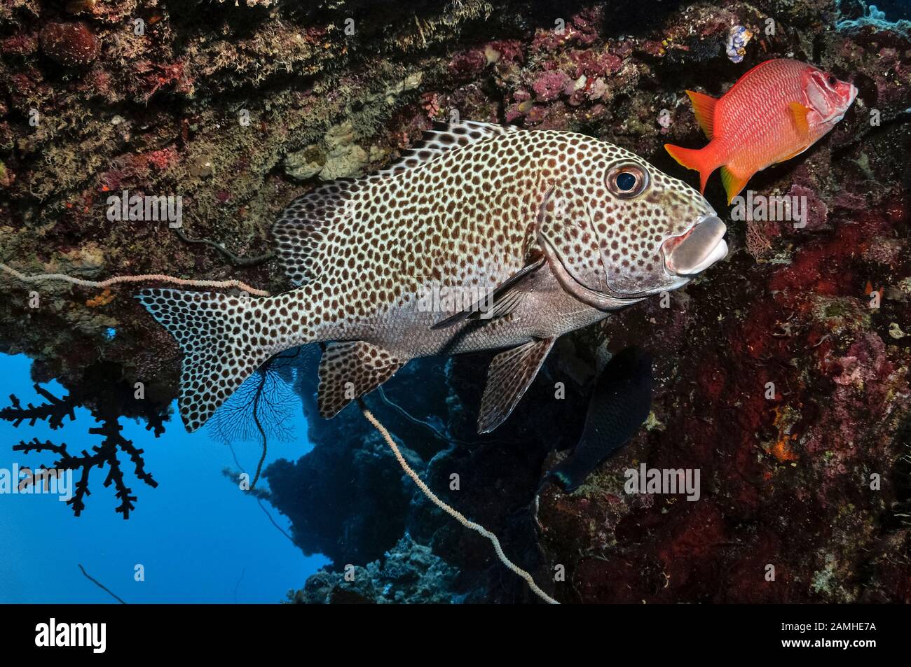 Sweetlips À Pois, Plectorhinchus Chaetodonoides, Récifs Agincourt, Port Douglas, Grande Barrière De Corail, Queensland, Australie, Mer De Corail, Pacifique Sud O Banque D'Images