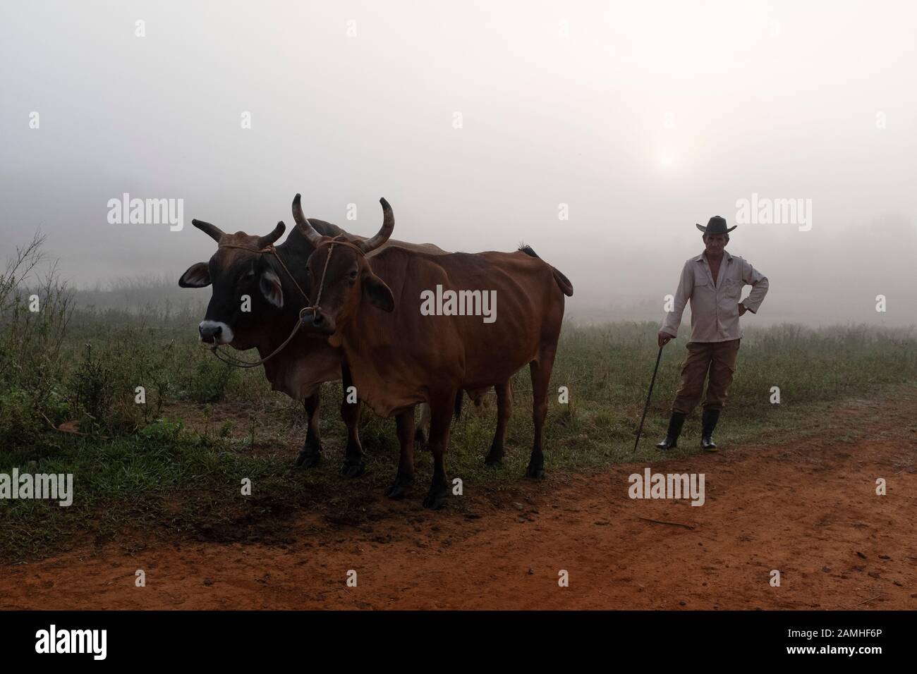 Agriculteur cubain avec oxen. Banque D'Images